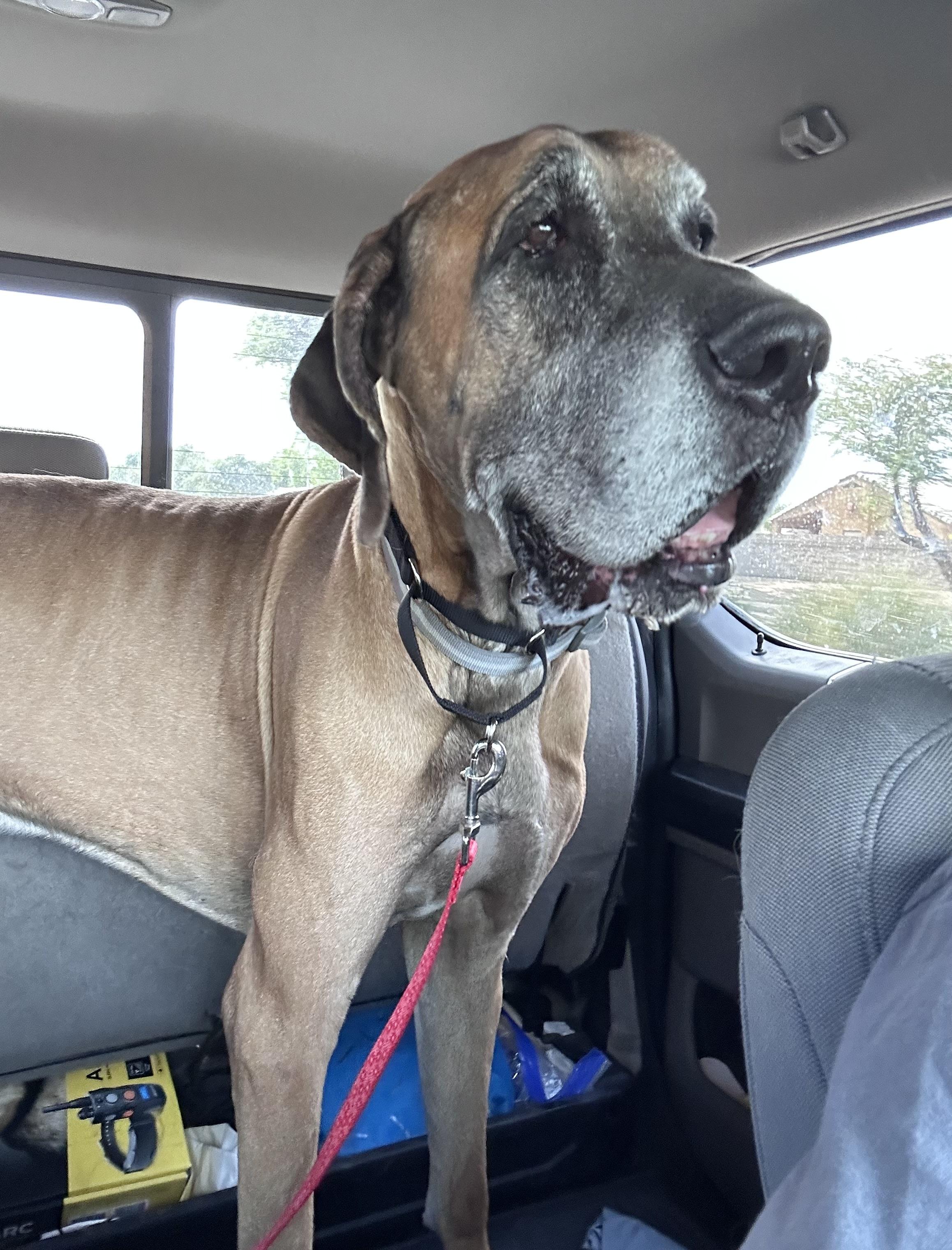 Enlarge Moose, a Adoptable Great Dane in Mesa, AZ image 5/6