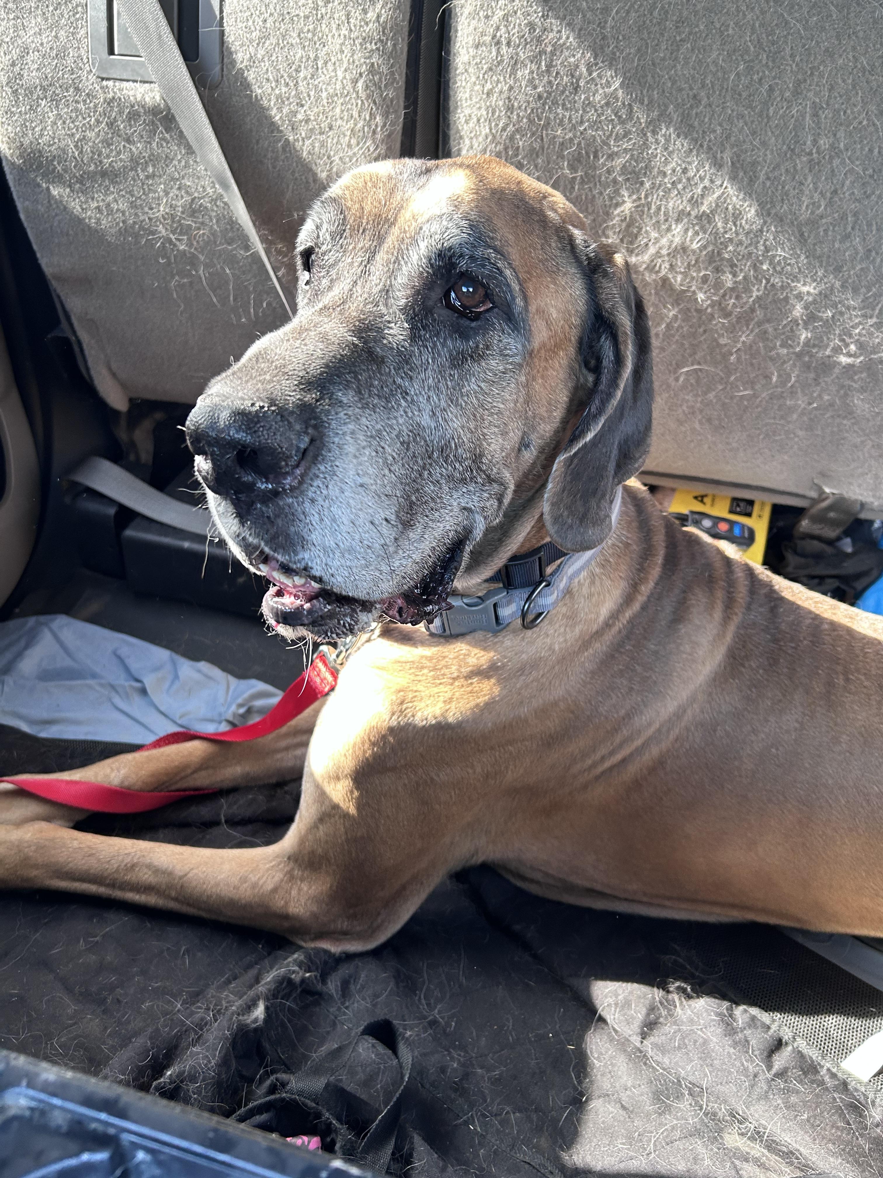Enlarge Moose, a Adoptable Great Dane in Mesa, AZ image 6/6