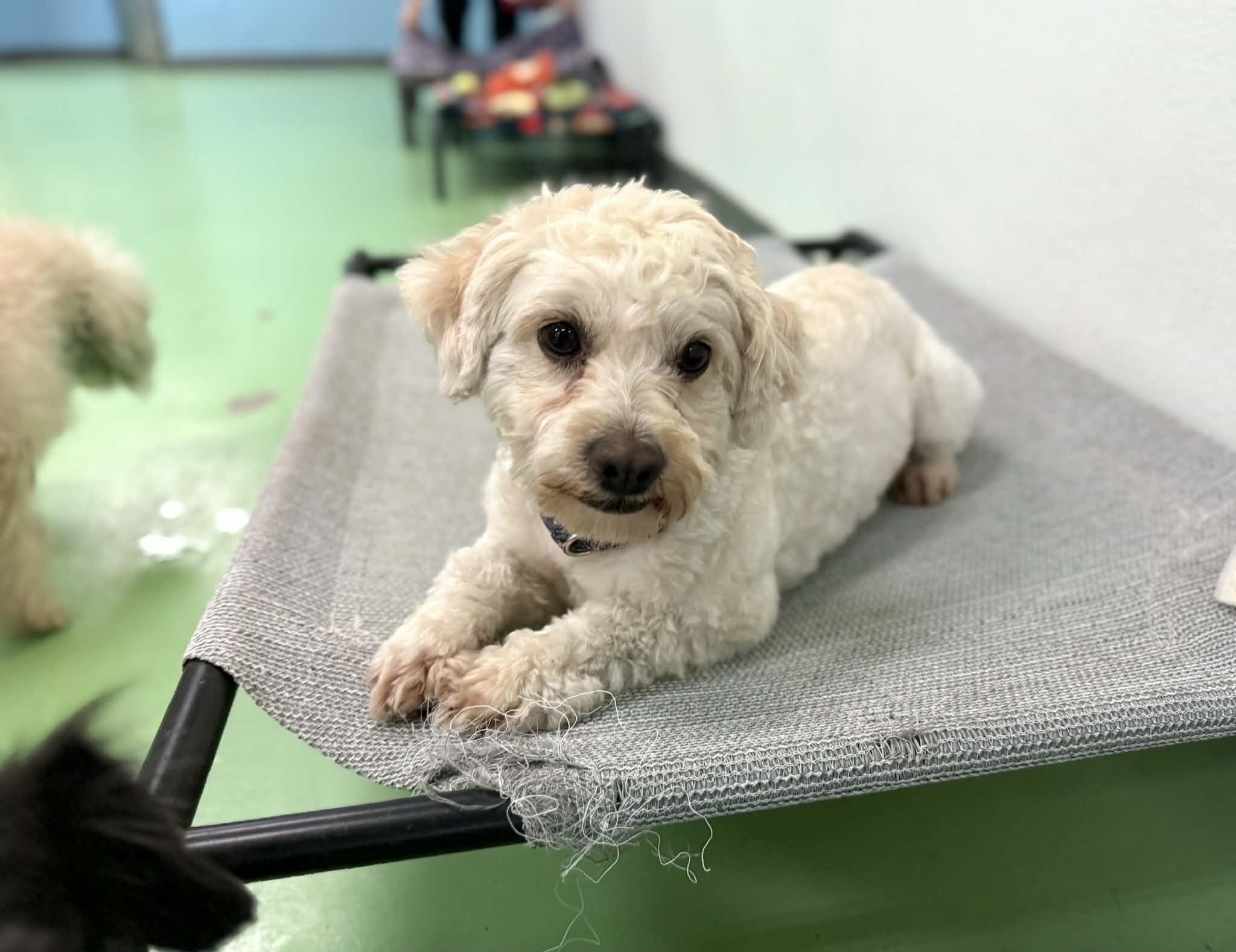 Enlarge Marco, a ADOPTABLE mixed breed in PHOENIX, AZ image 2/6