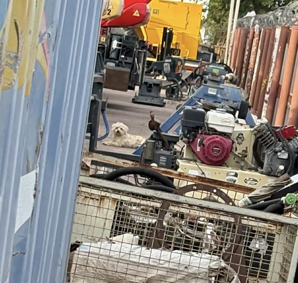 Enlarge Marco, a ADOPTABLE mixed breed in PHOENIX, AZ image 4/6