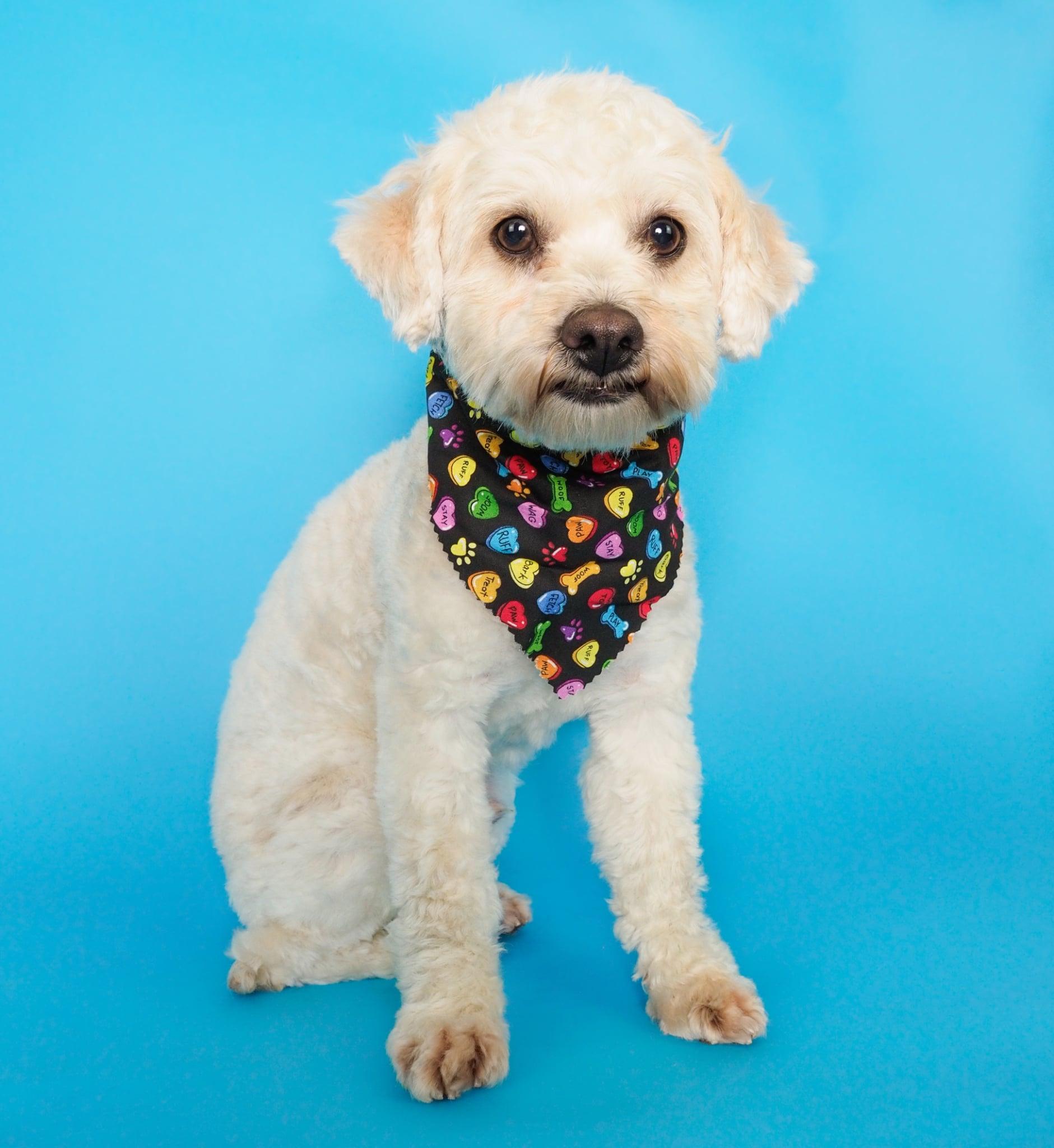 Enlarge Marco, a ADOPTABLE mixed breed in PHOENIX, AZ image 1/6