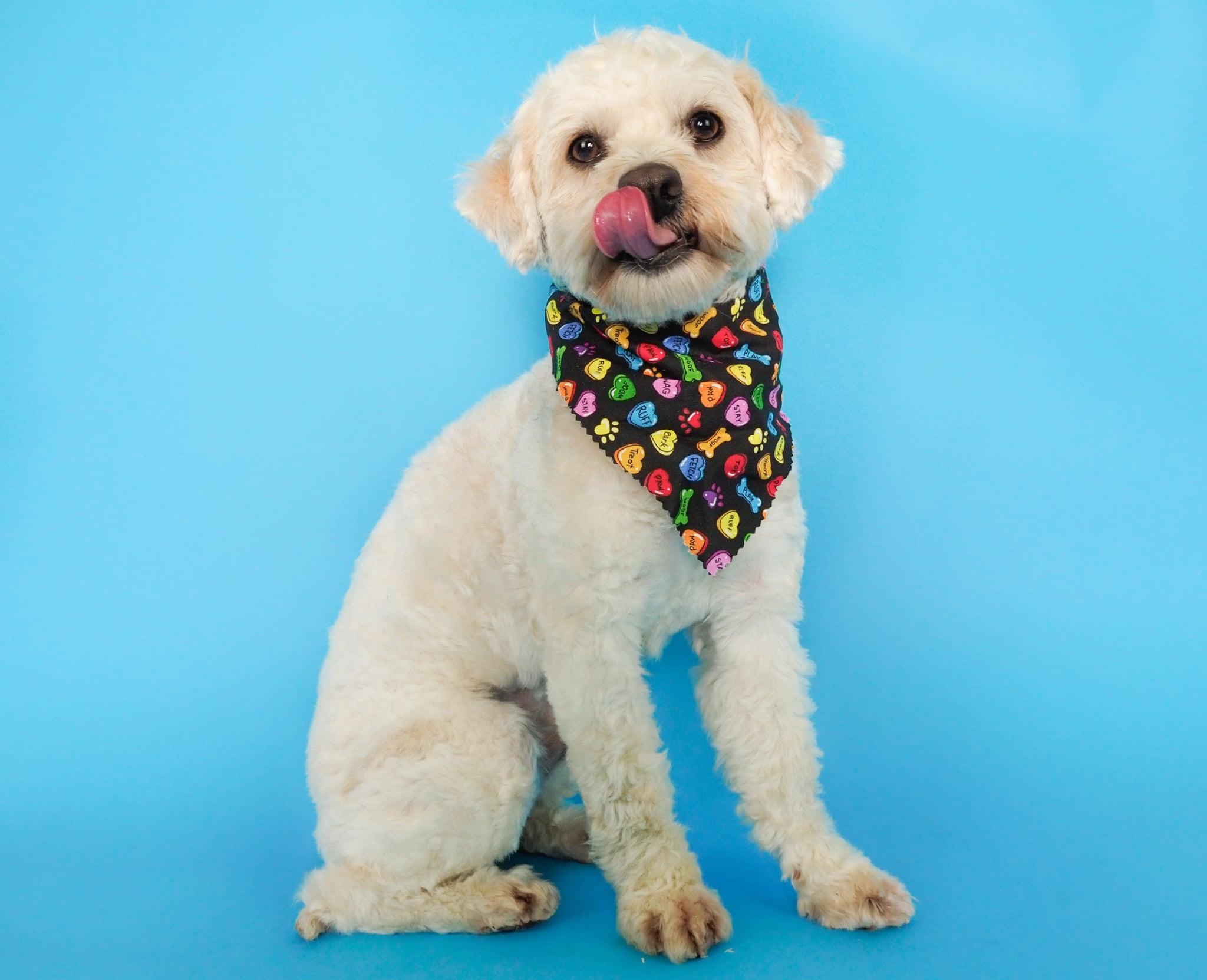 Enlarge Marco, a ADOPTABLE mixed breed in PHOENIX, AZ image 5/6