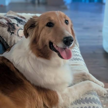 Enlarge Sedona, an adopted Collie in Riverside, CA image 3/6