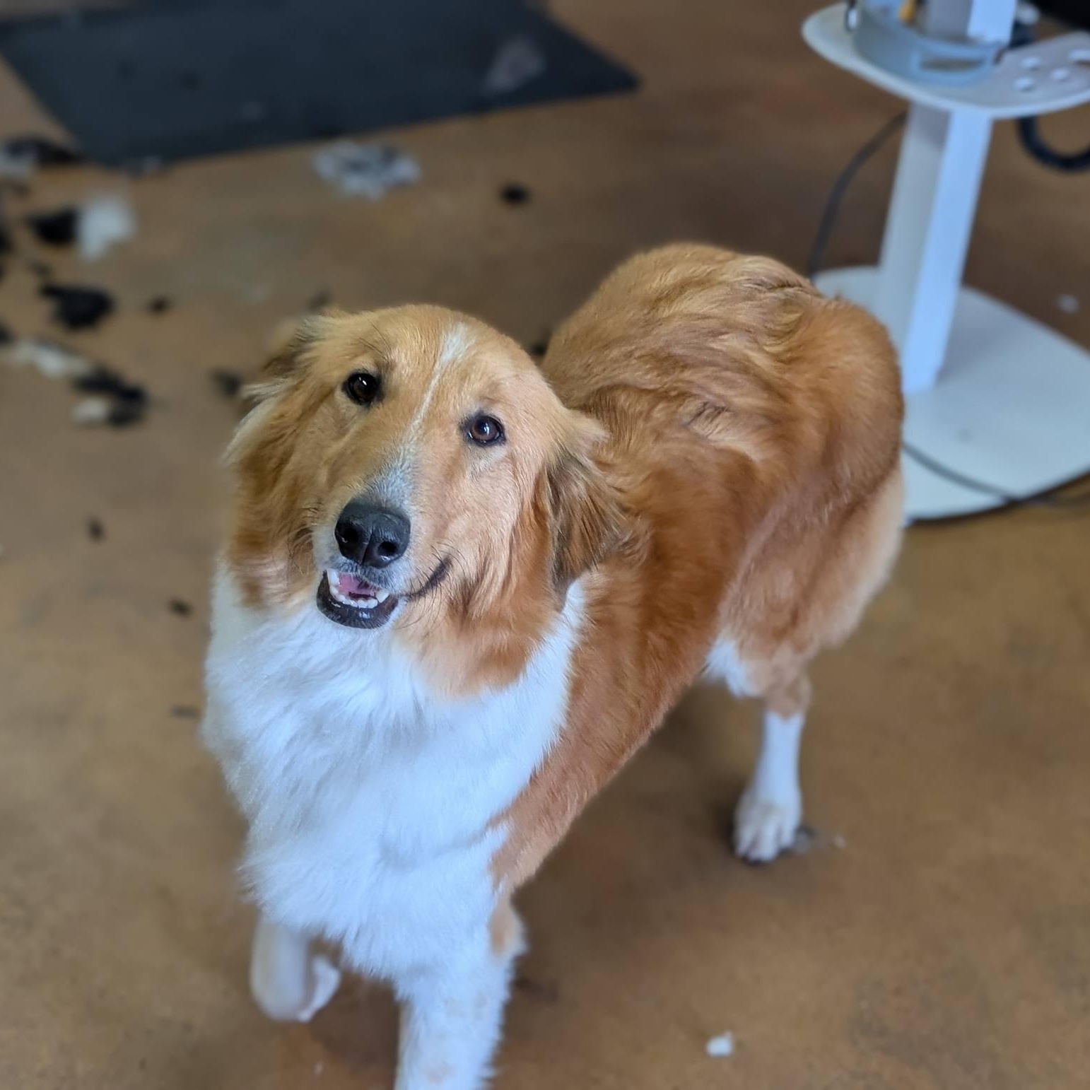 Enlarge Sedona, an adopted Collie in Riverside, CA image 2/6