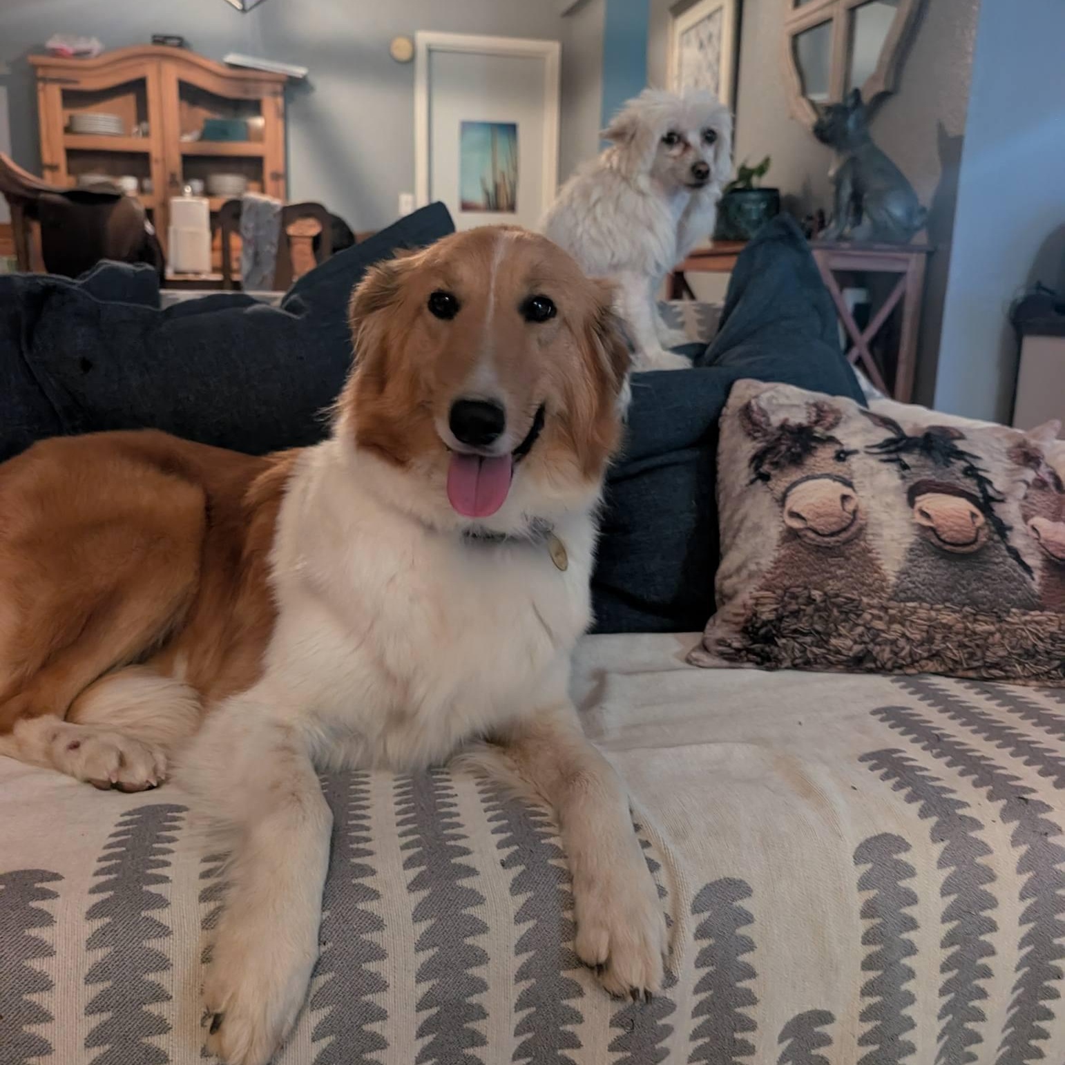 Enlarge Sedona, an adopted Collie in Riverside, CA image 5/6