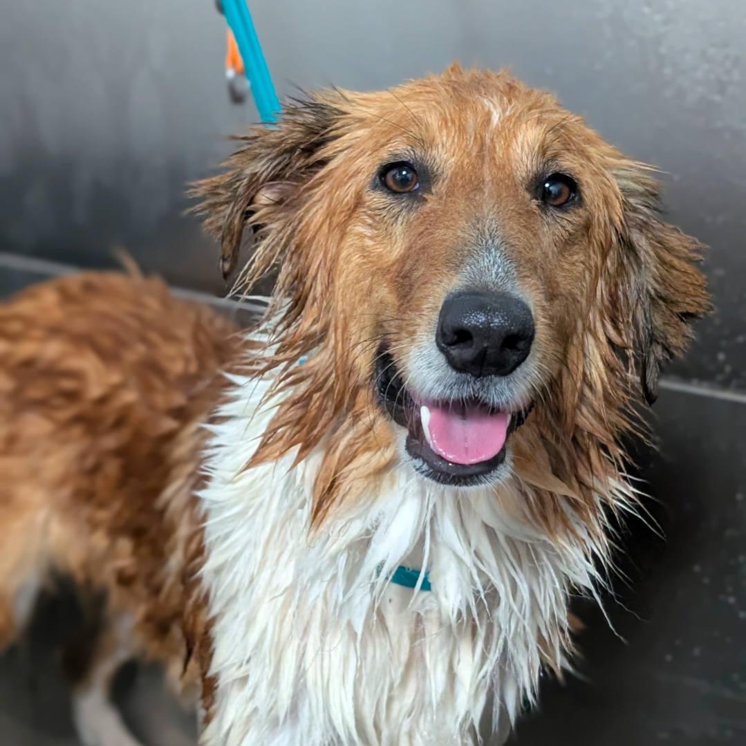 Enlarge Sedona, an adopted Collie in Riverside, CA image 6/6