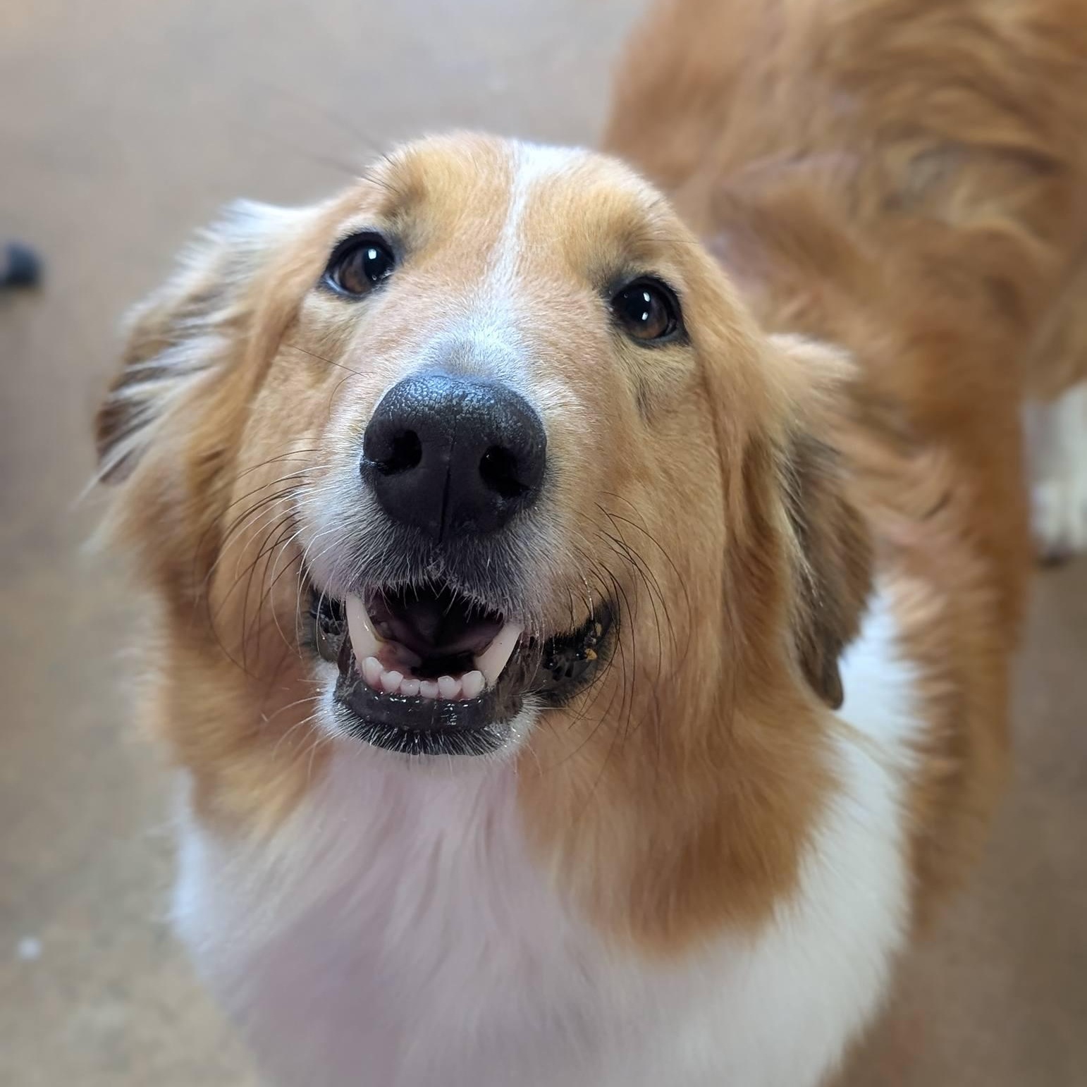Sedona, adopted, Young Female Collie.