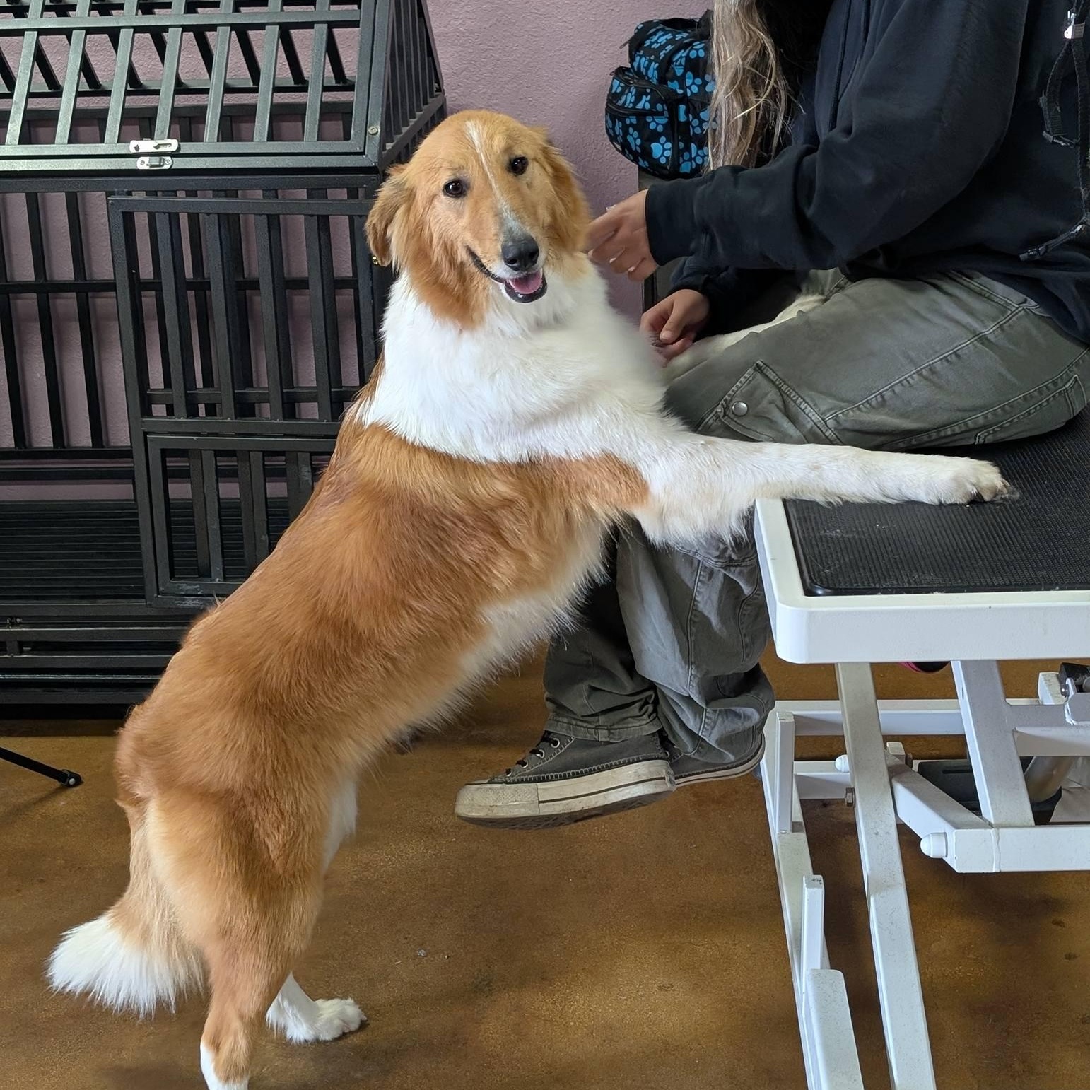 Enlarge Sedona, an adopted Collie in Riverside, CA image 4/6
