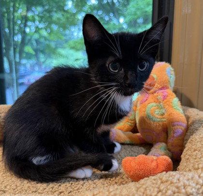Enlarge Nate Archibald, a Adoptable Domestic Short Hair in Midland, VA image 1/1