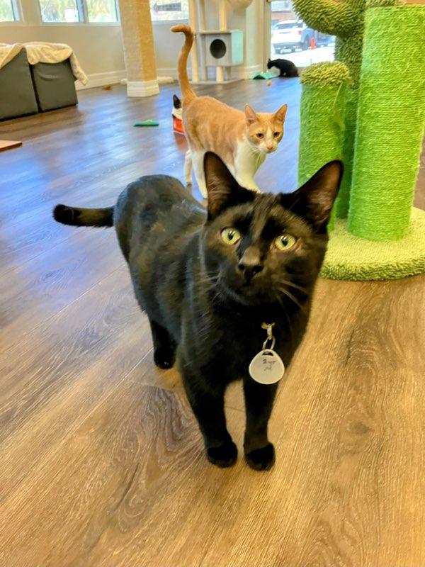 Enlarge Caesar, a Adoptable Domestic Short Hair in St Petersburg, FL image 2/6