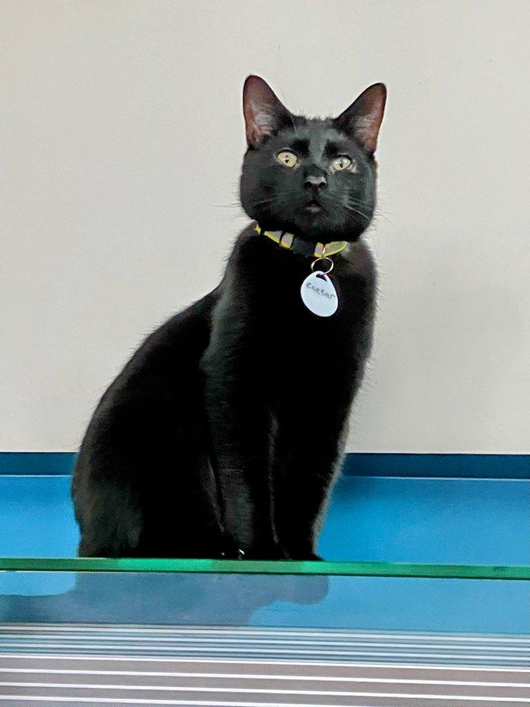 Enlarge Caesar, a Adoptable Domestic Short Hair in St Petersburg, FL image 4/6