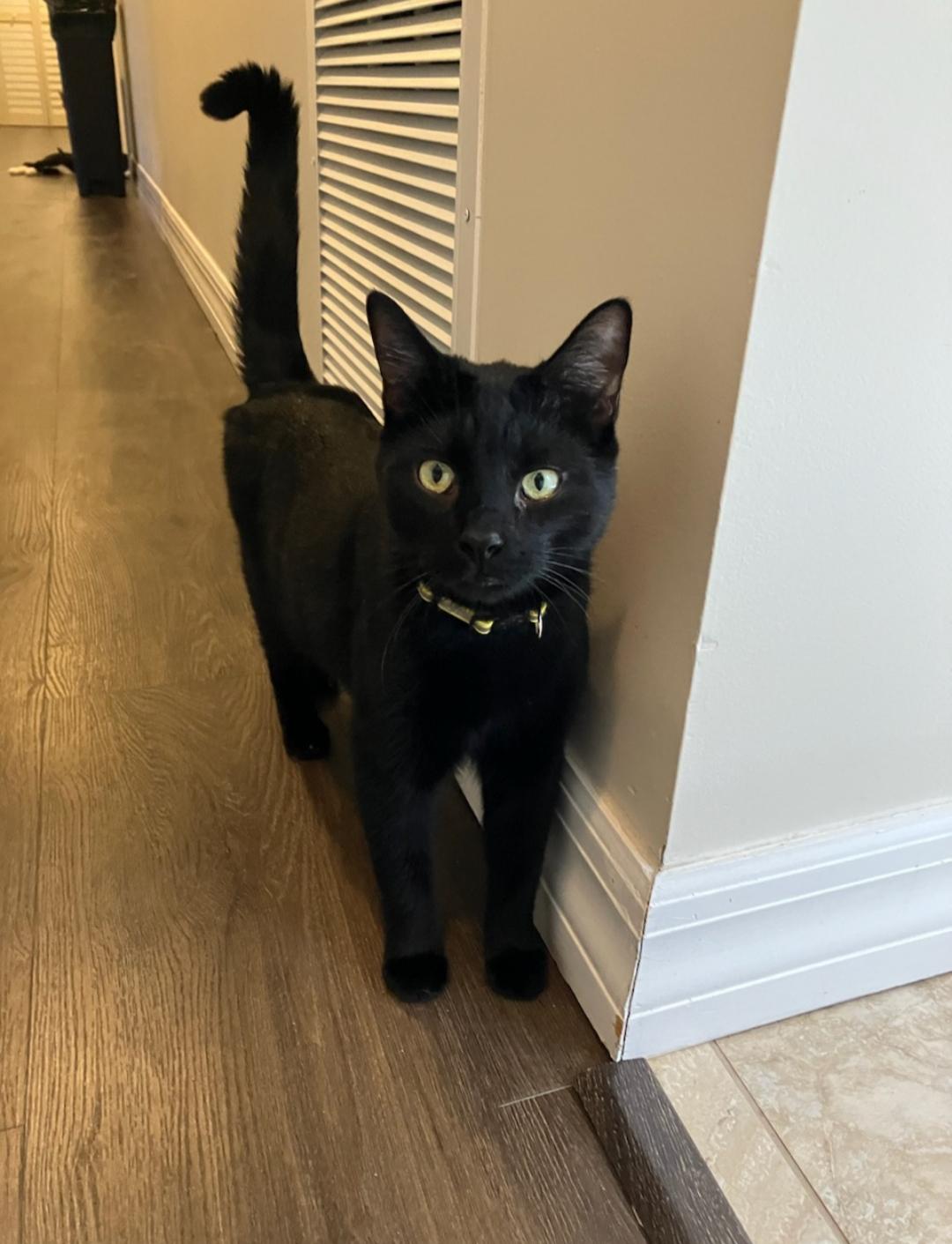 Enlarge Caesar, a Adoptable Domestic Short Hair in St Petersburg, FL image 5/6