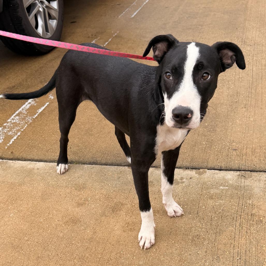 Enlarge Sox - 071417U, a Adoptable mixed breed in Tupelo, MS image 1/4