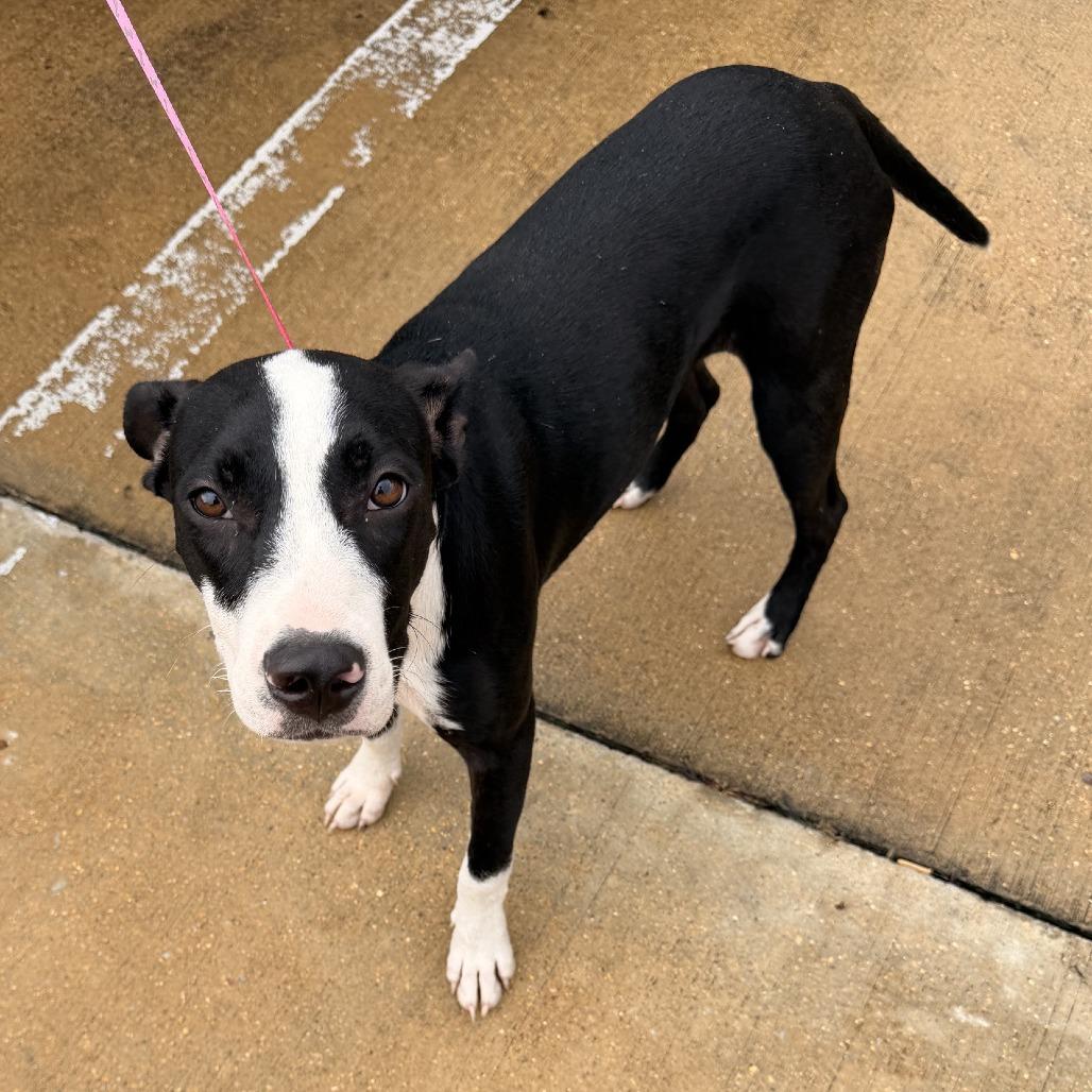 Enlarge Sox - 071417U, a Adoptable mixed breed in Tupelo, MS image 2/4