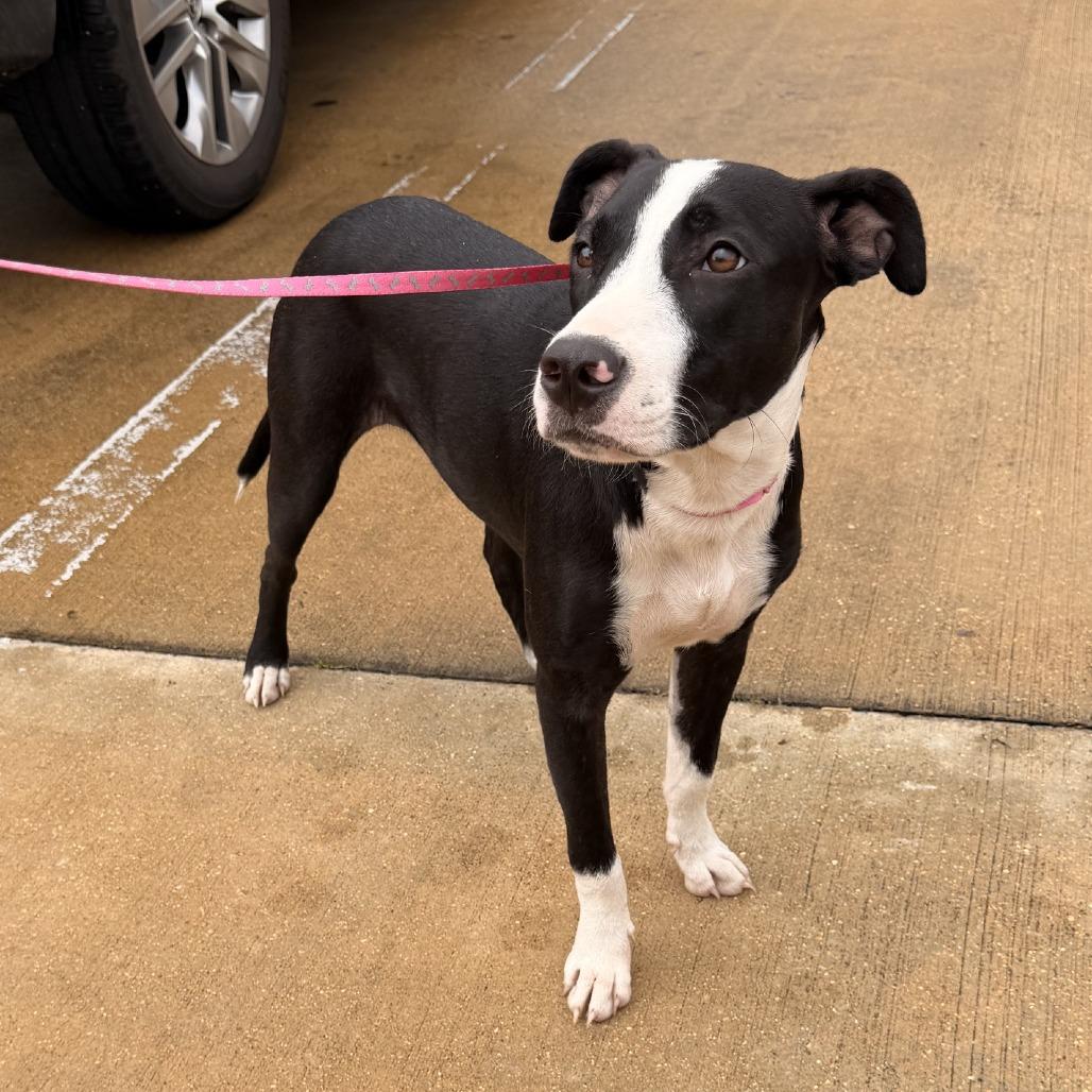Enlarge Sox - 071417U, a Adoptable mixed breed in Tupelo, MS image 3/4