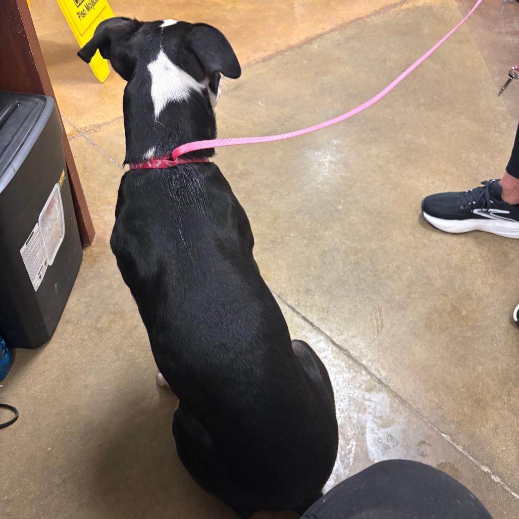 Enlarge Sox - 071417U, a Adoptable mixed breed in Tupelo, MS image 4/4