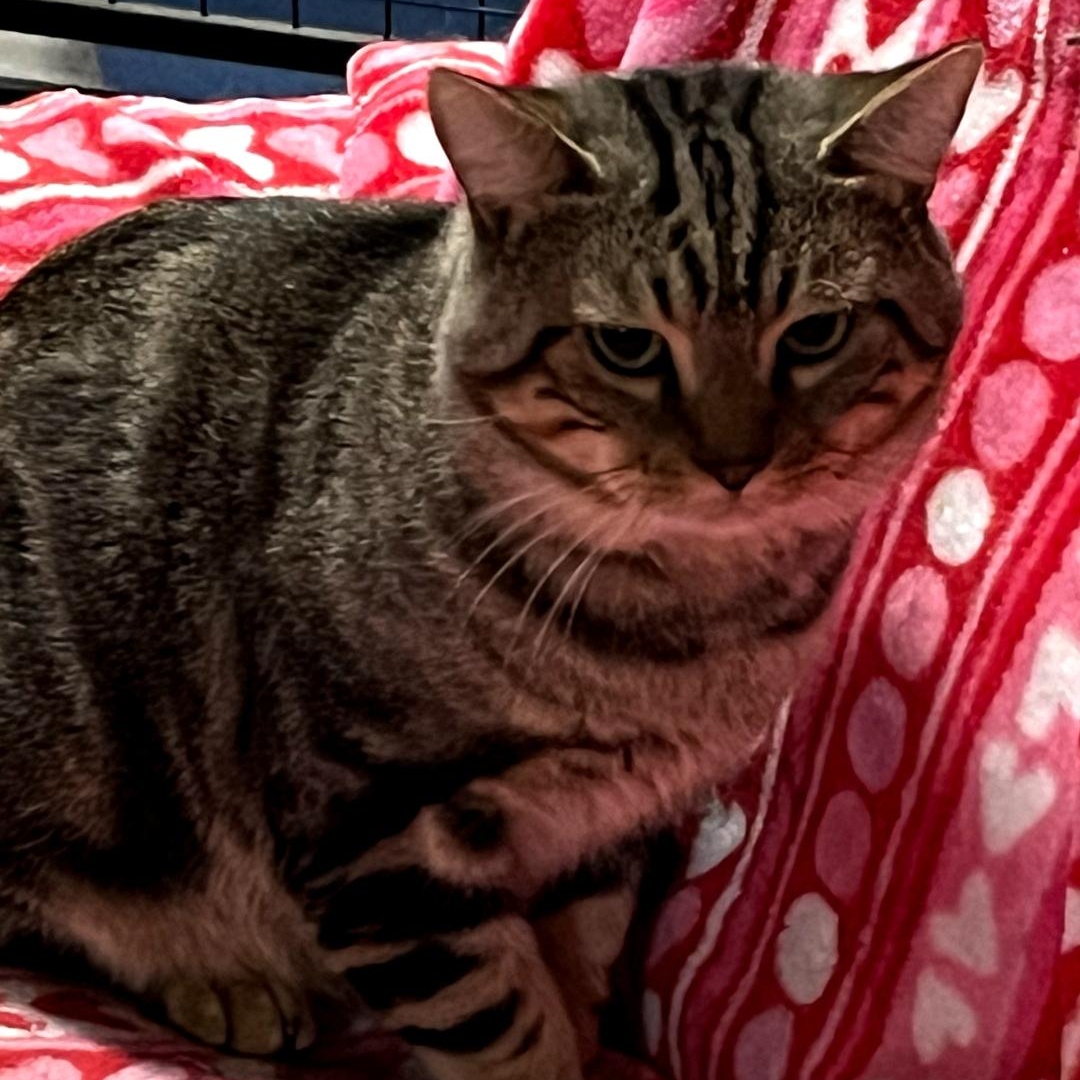 Ethan - PLEASE READ!, Young Male Domestic Short Hair