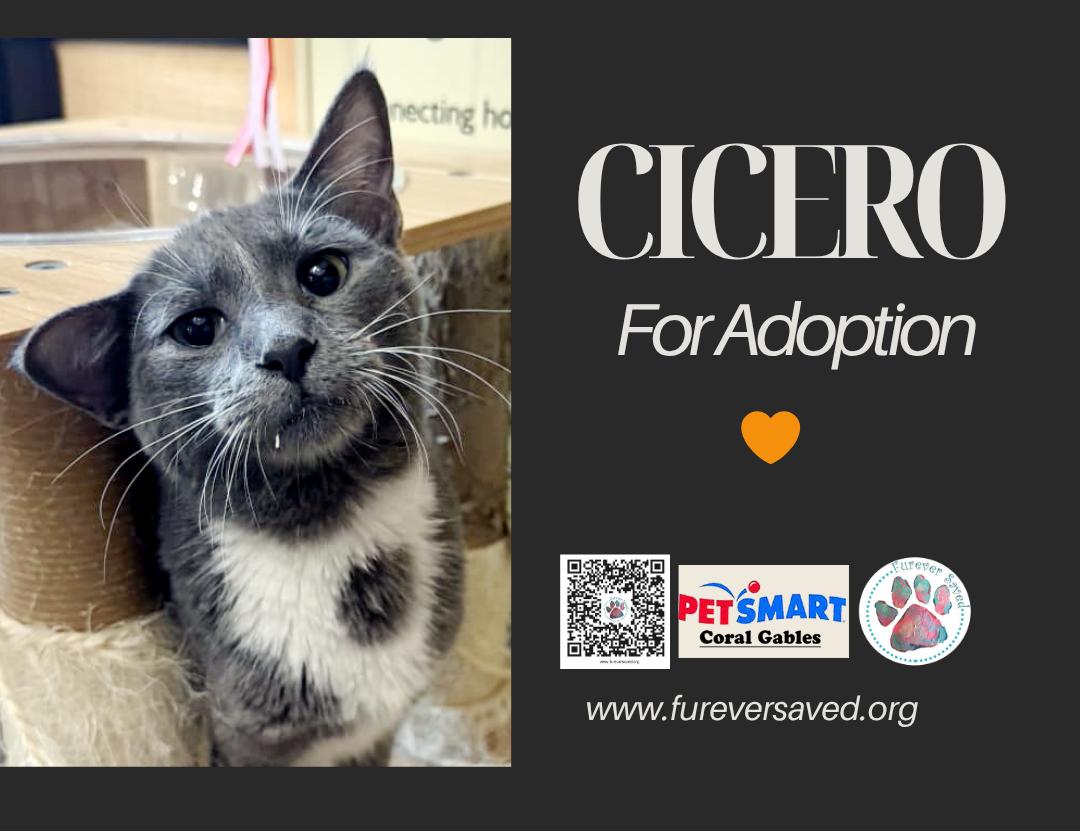 Cicero, a ADOPTABLE Domestic Short Hair in Miami, FL image 3/3