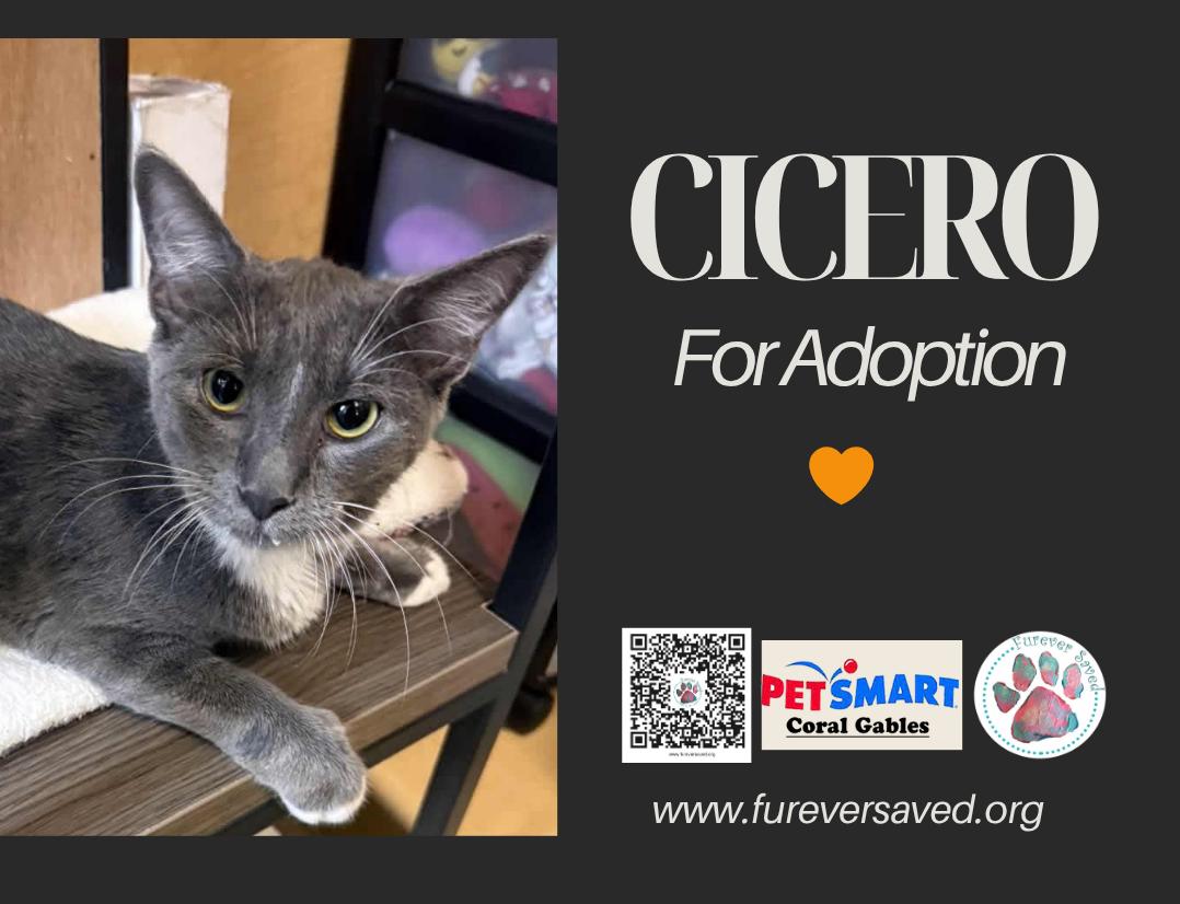 Cicero, a ADOPTABLE Domestic Short Hair in Miami, FL image 2/3