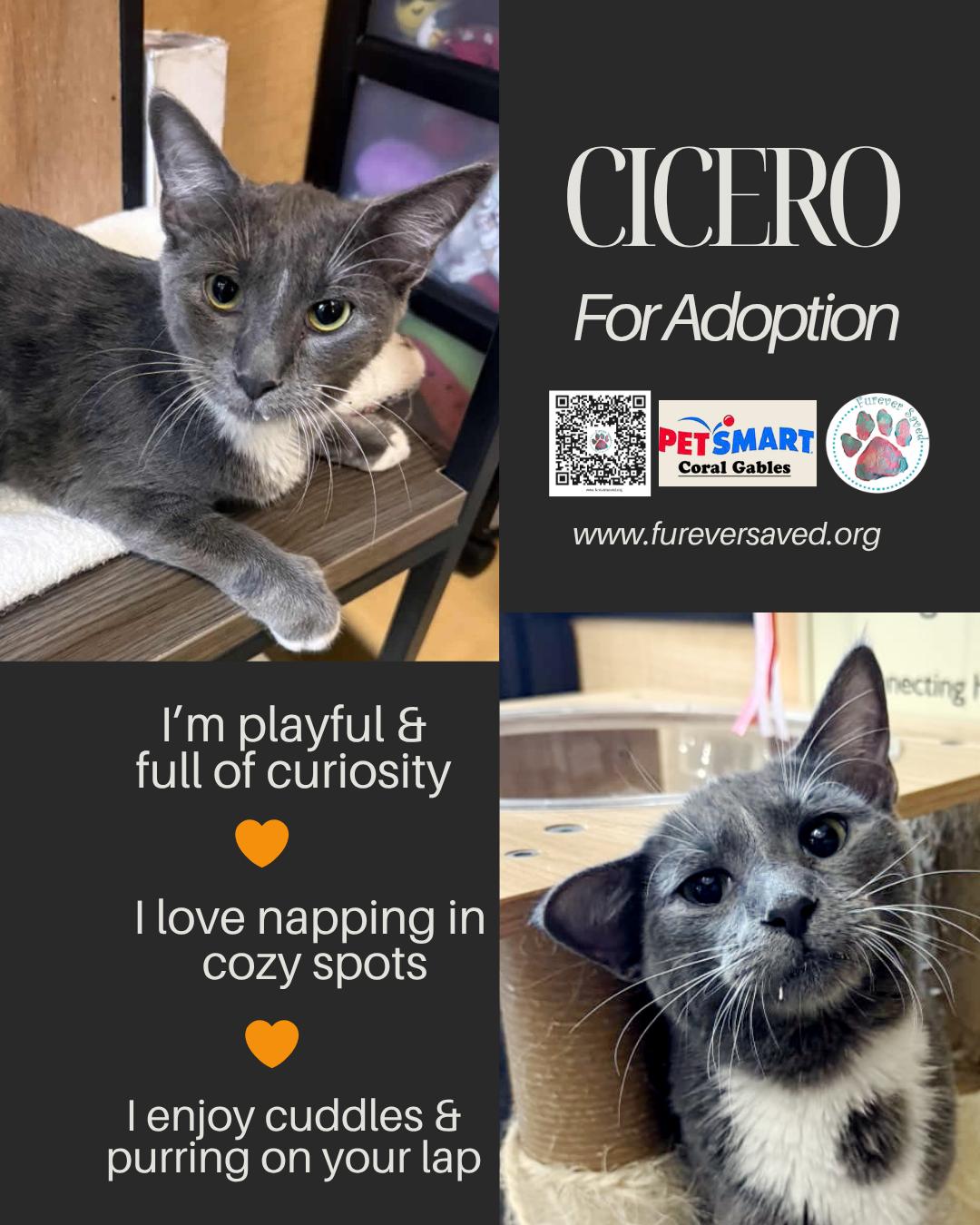 Cicero, a ADOPTABLE Domestic Short Hair in Miami, FL image 1/3