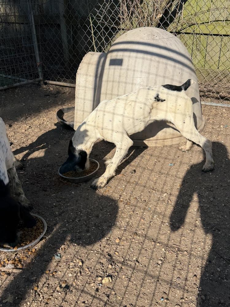 Enlarge Bart, a Adoptable Pointer in Crystal Springs, MS image 1/1