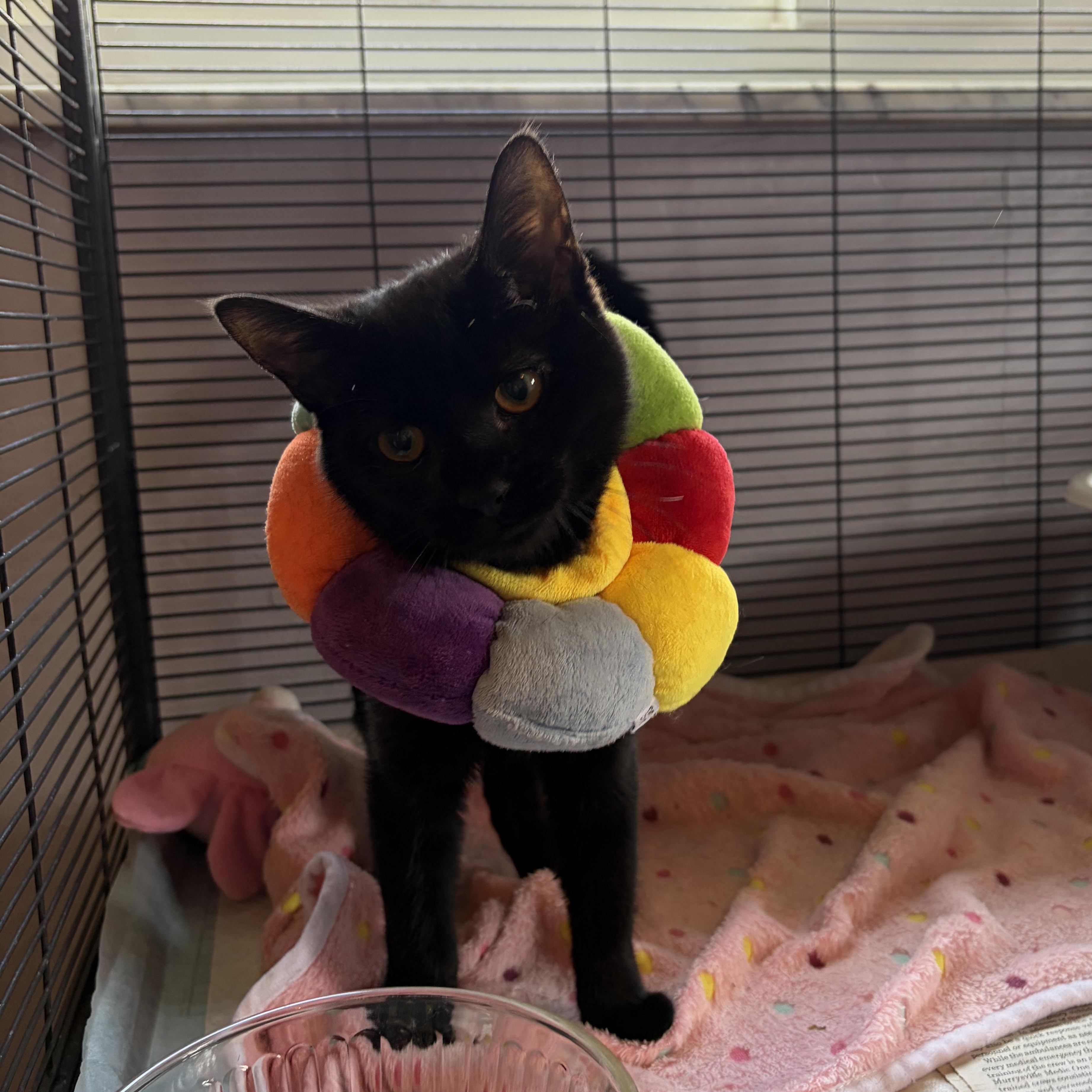Enlarge Olive, a Adoptable Domestic Short Hair in North Huntingdon, PA image 1/2