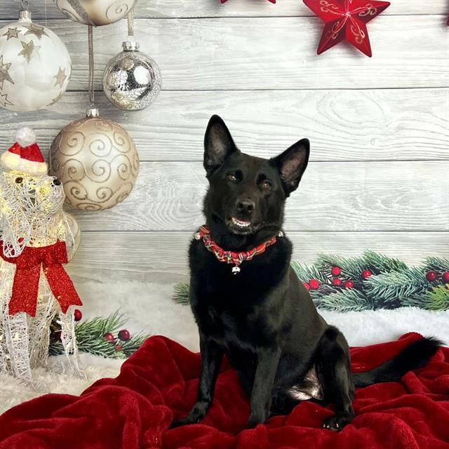 Enlarge ELSA, a Adoptable German Shepherd Dog in Auburn, CA image 1/1