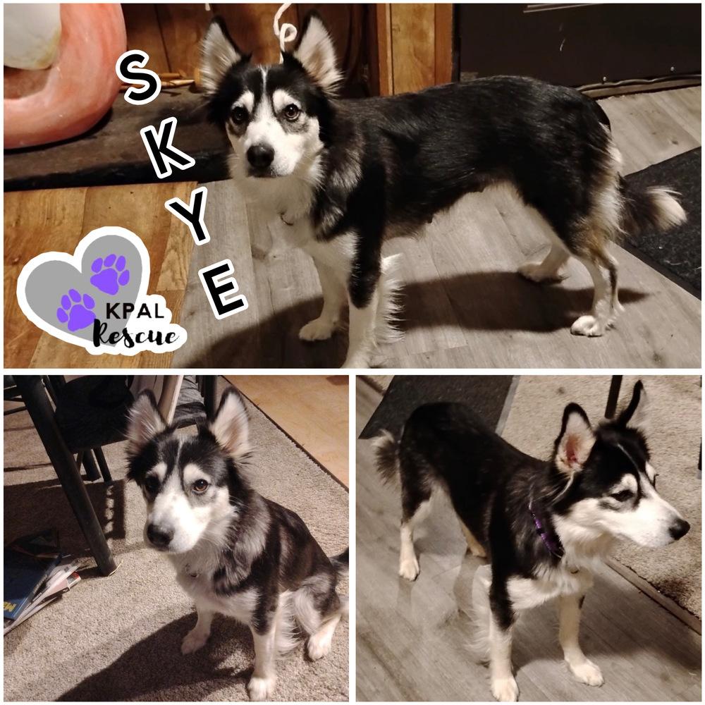 Skye, Adoptable, Adult Female Mixed Breed & Mixed Breed.