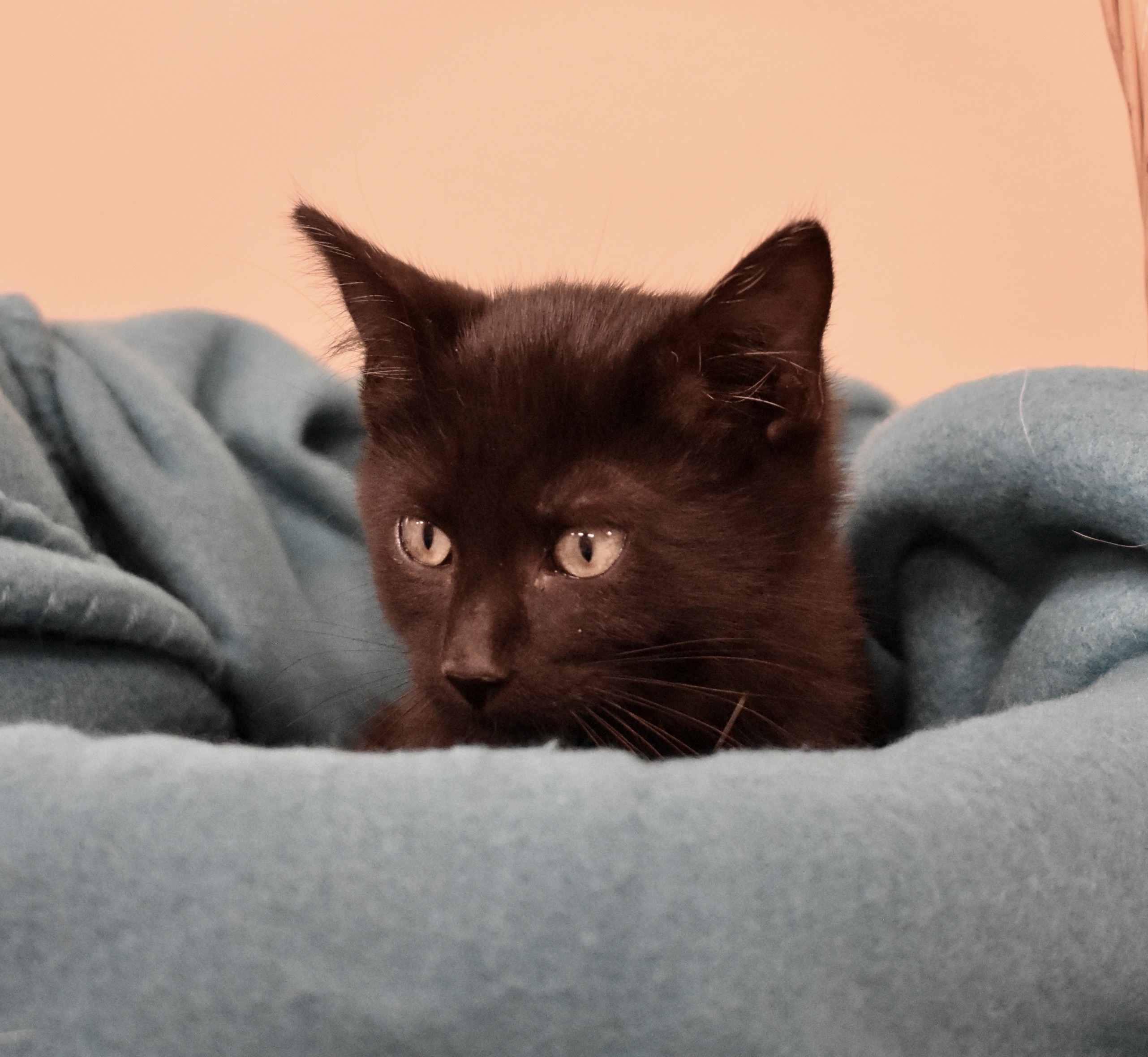 Cat for adoption Cosmo, a Domestic Short Hair Mix in Park Rapids, MN