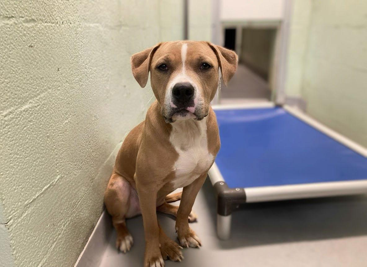 Sandwich, Adoptable, Young Male Mixed Breed.