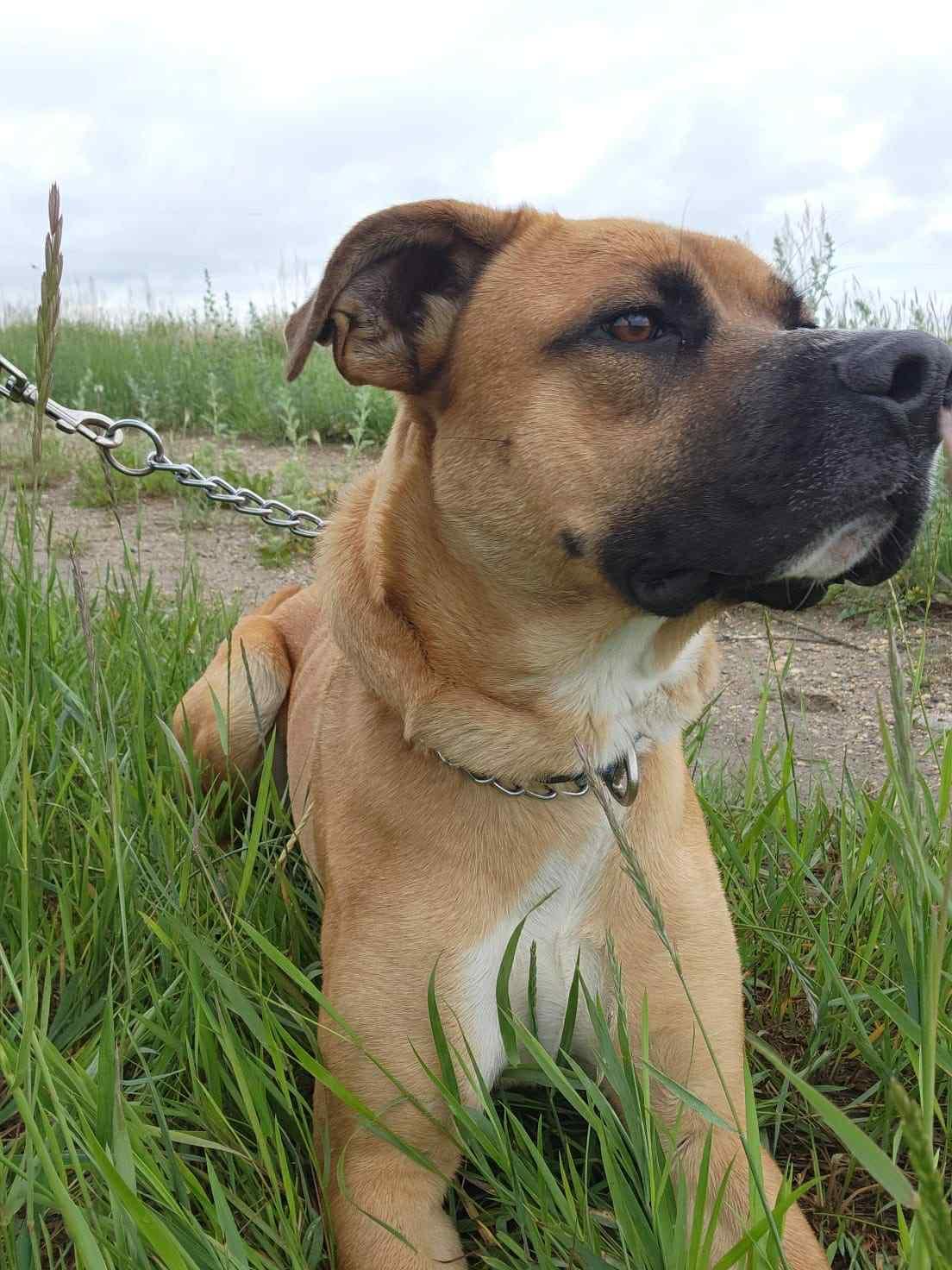 Chief, an adoptable Boxer, American Bully in Humboldt , SK, S0K 2A0 | Photo Image 2