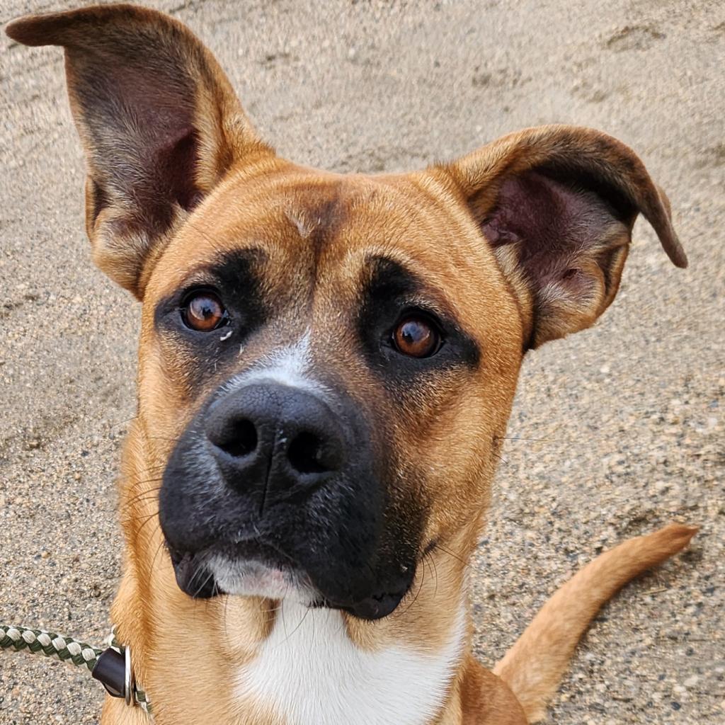 Chief, an adoptable Boxer, American Bully in Humboldt , SK, S0K 2A0 | Photo Image 3