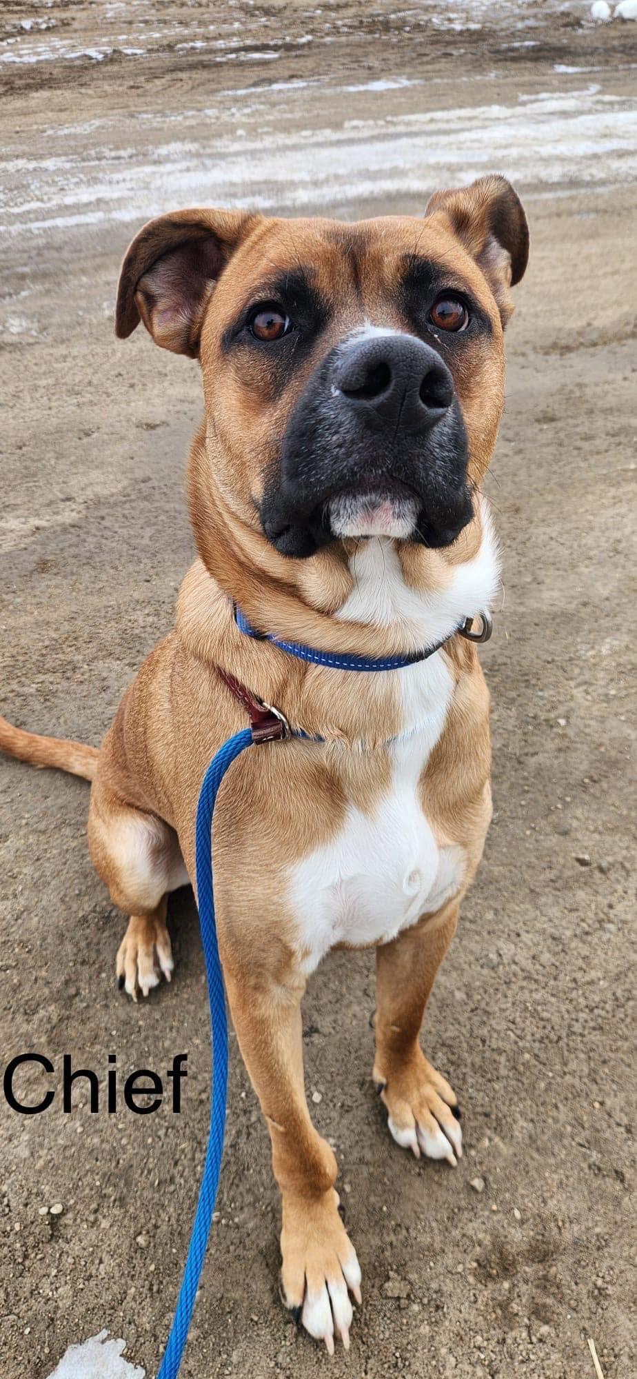 Chief, an adoptable Boxer, American Bully in Humboldt , SK, S0K 2A0 | Photo Image 4