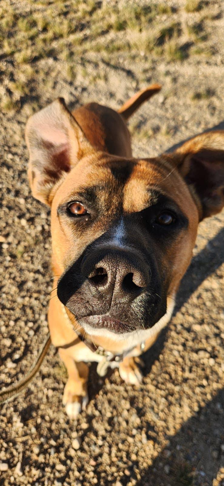 Chief, an adoptable Boxer, American Bully in Humboldt , SK, S0K 2A0 | Photo Image 5