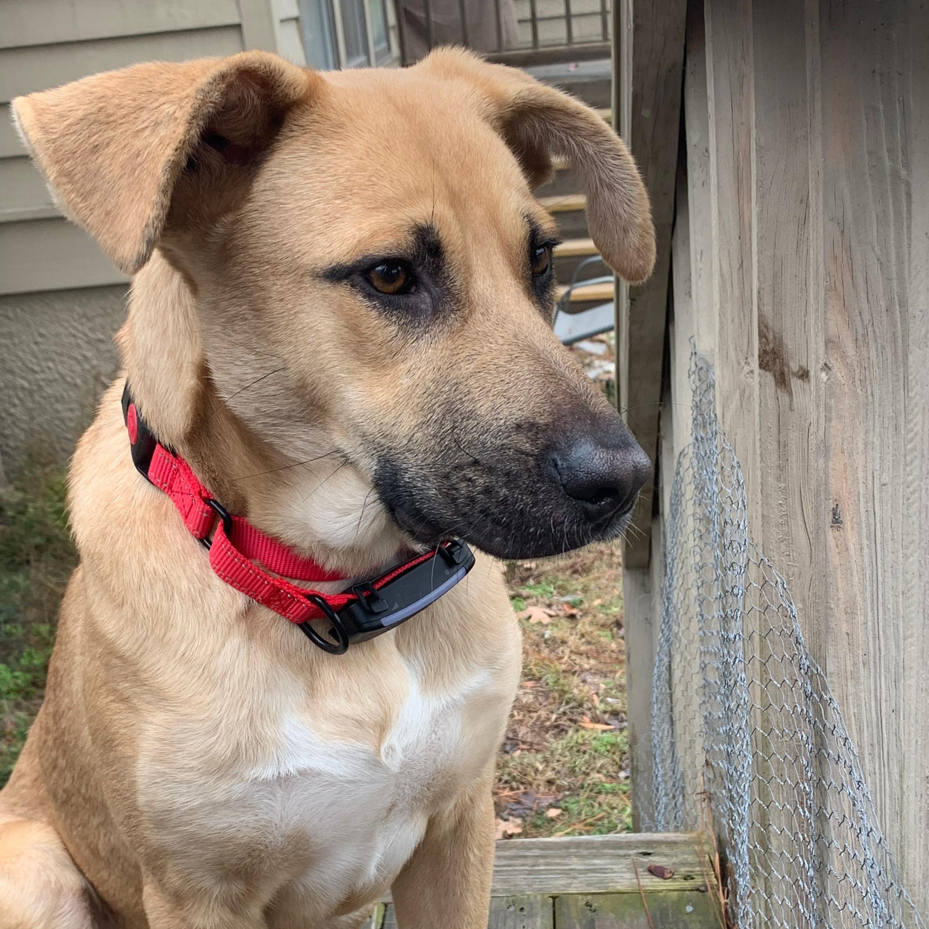 Tobey, ADOPTABLE, Young Male Mountain Cur.
