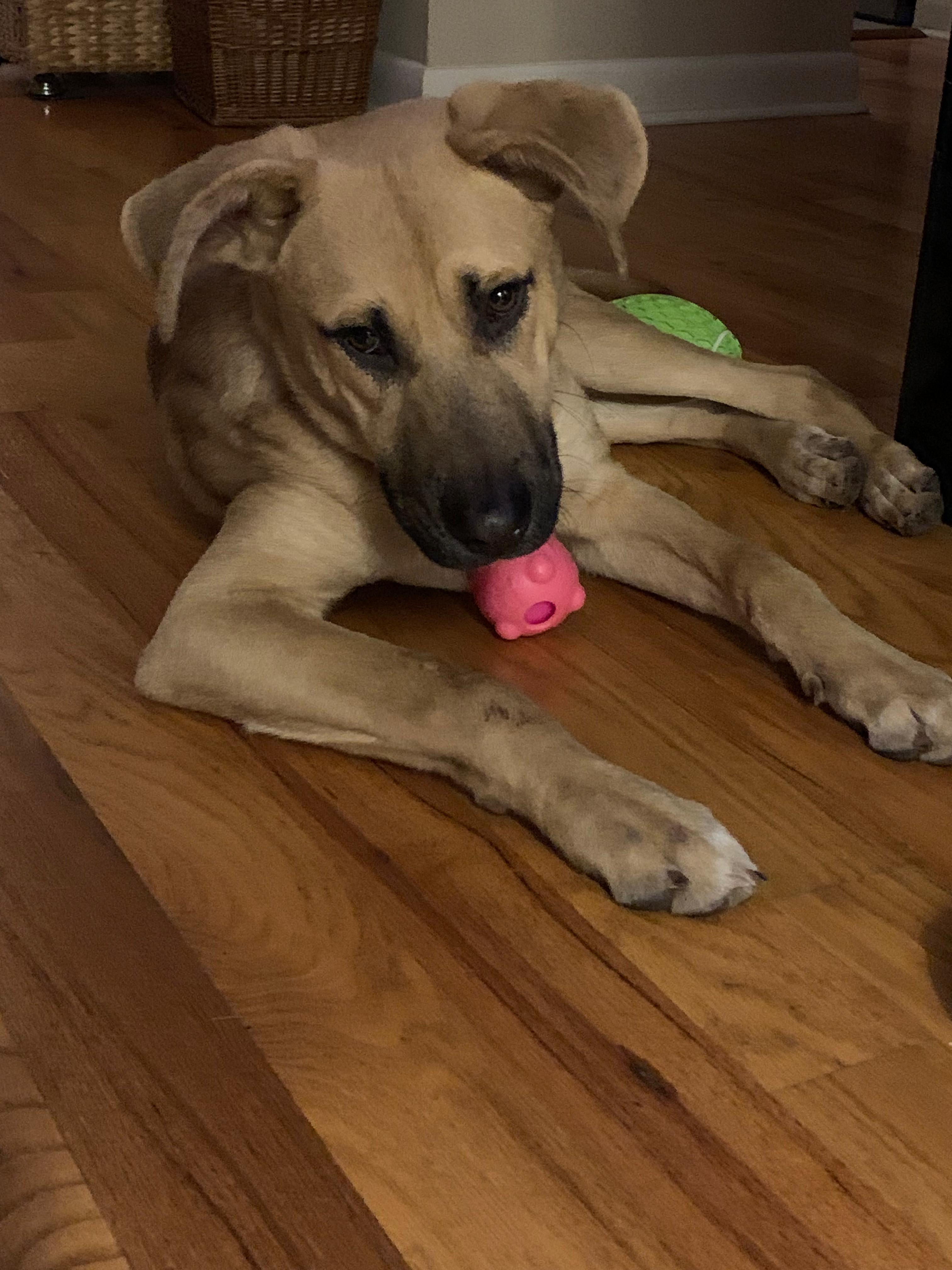 Enlarge Tobey, a ADOPTABLE mixed breed in Manhasset, NY image 4/6