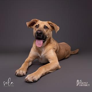 Tobey, ADOPTABLE, Young Male Mountain Cur.