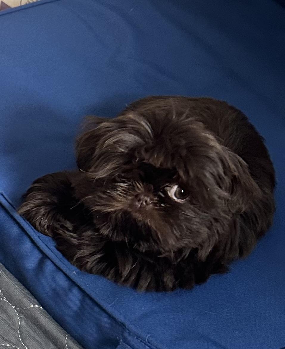 Enlarge POPPY-pending, an adopted Shih Tzu in Eden Prairie, MN image 1/1