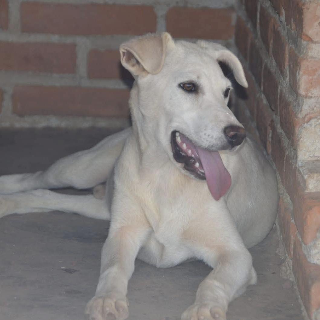 Billy, ADOPTABLE, Young Male Mixed Breed.