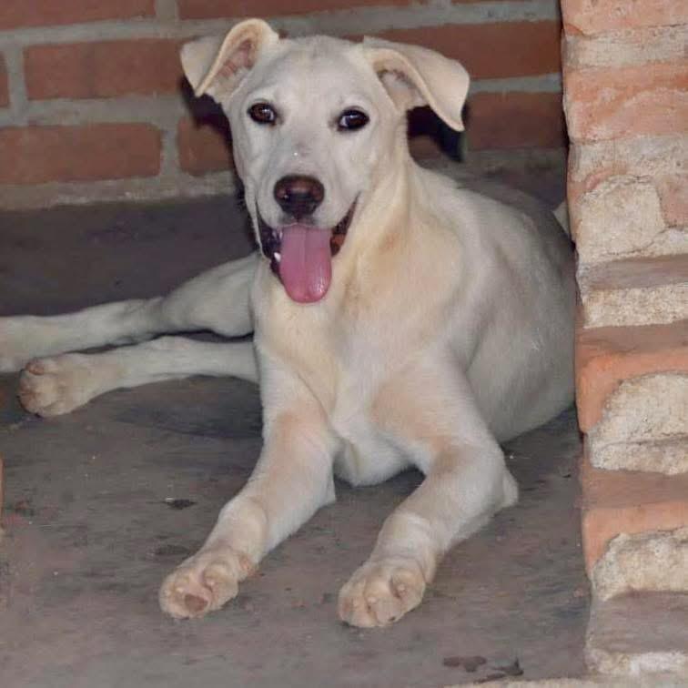 Billy, ADOPTABLE, Young Male Mixed Breed.