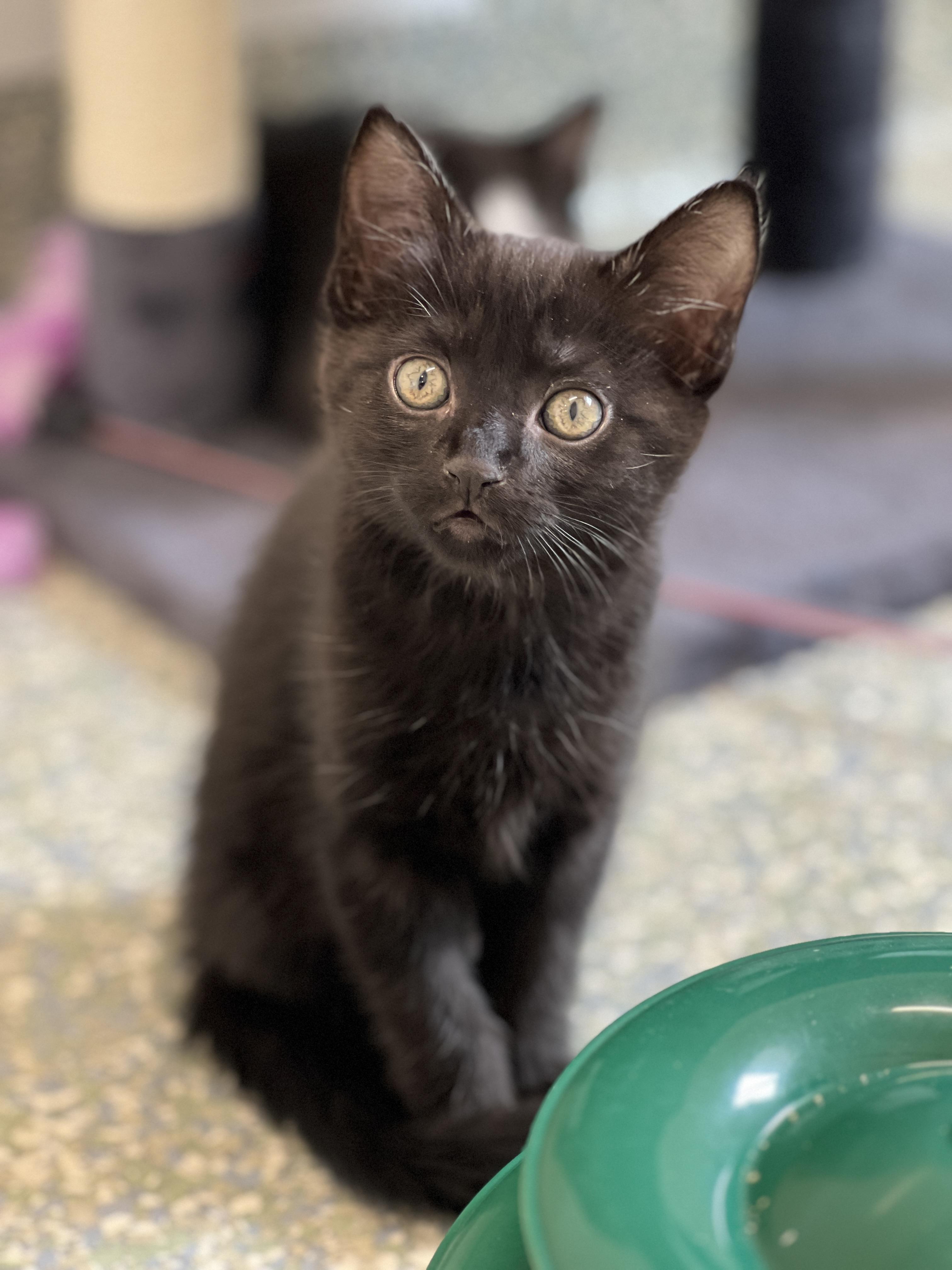Peanut, ADOPTABLE, Kitten Female Domestic Short Hair.
