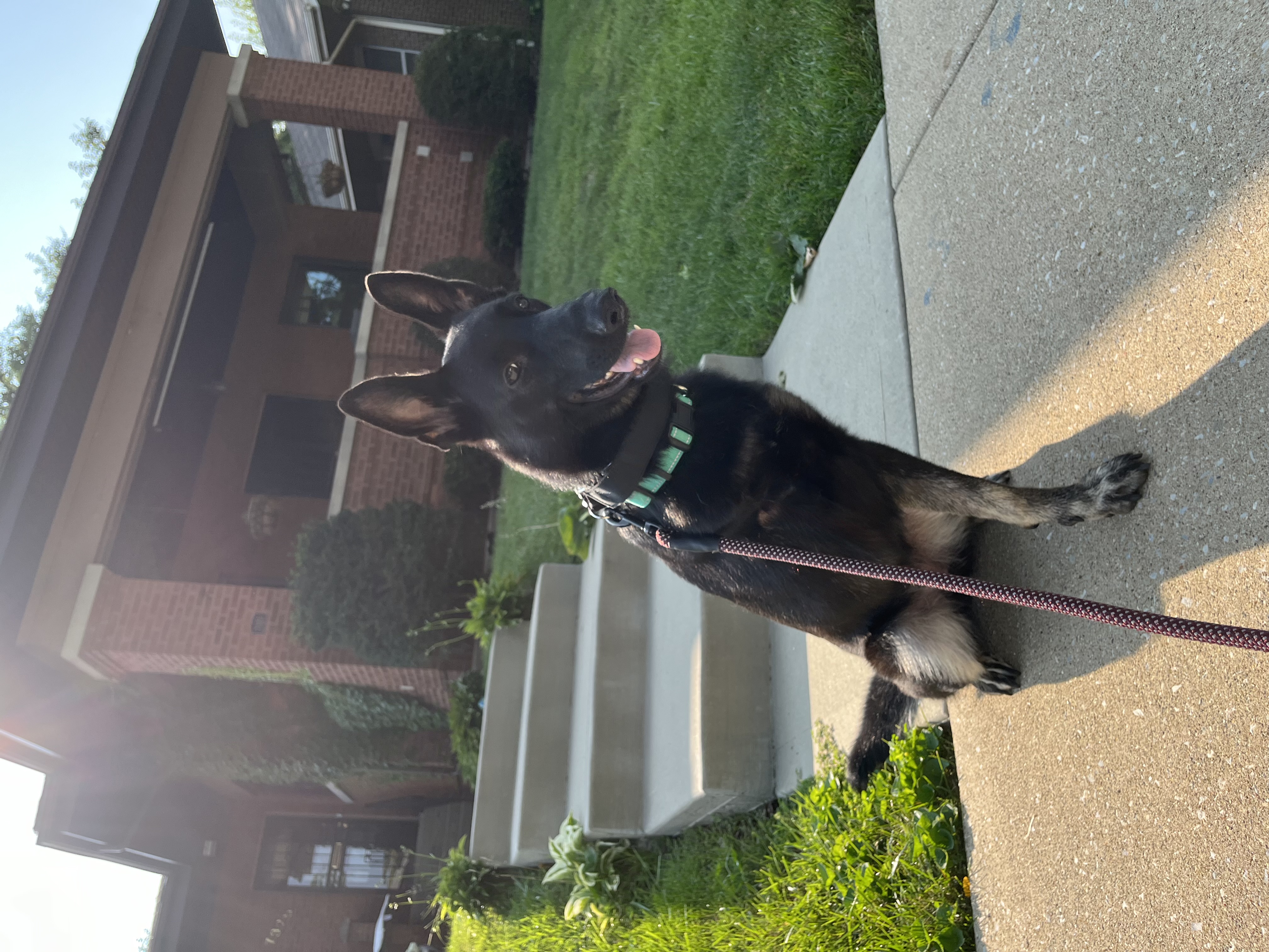 Enlarge Nina Simone, a Adoptable German Shepherd Dog in Chicago, IL image 3/5