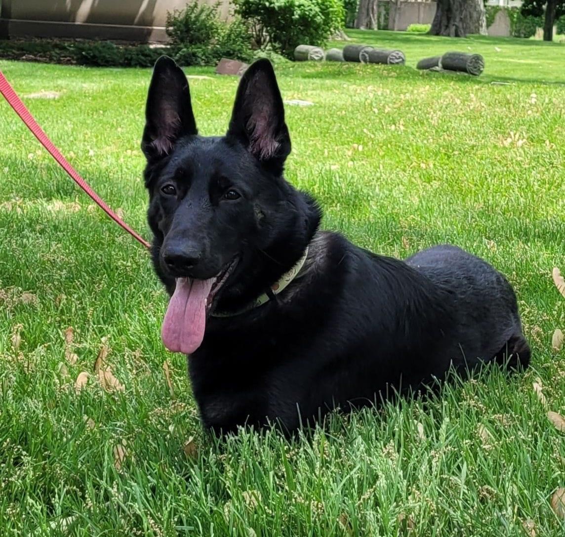 Enlarge Nina Simone, a Adoptable German Shepherd Dog in Chicago, IL image 2/5
