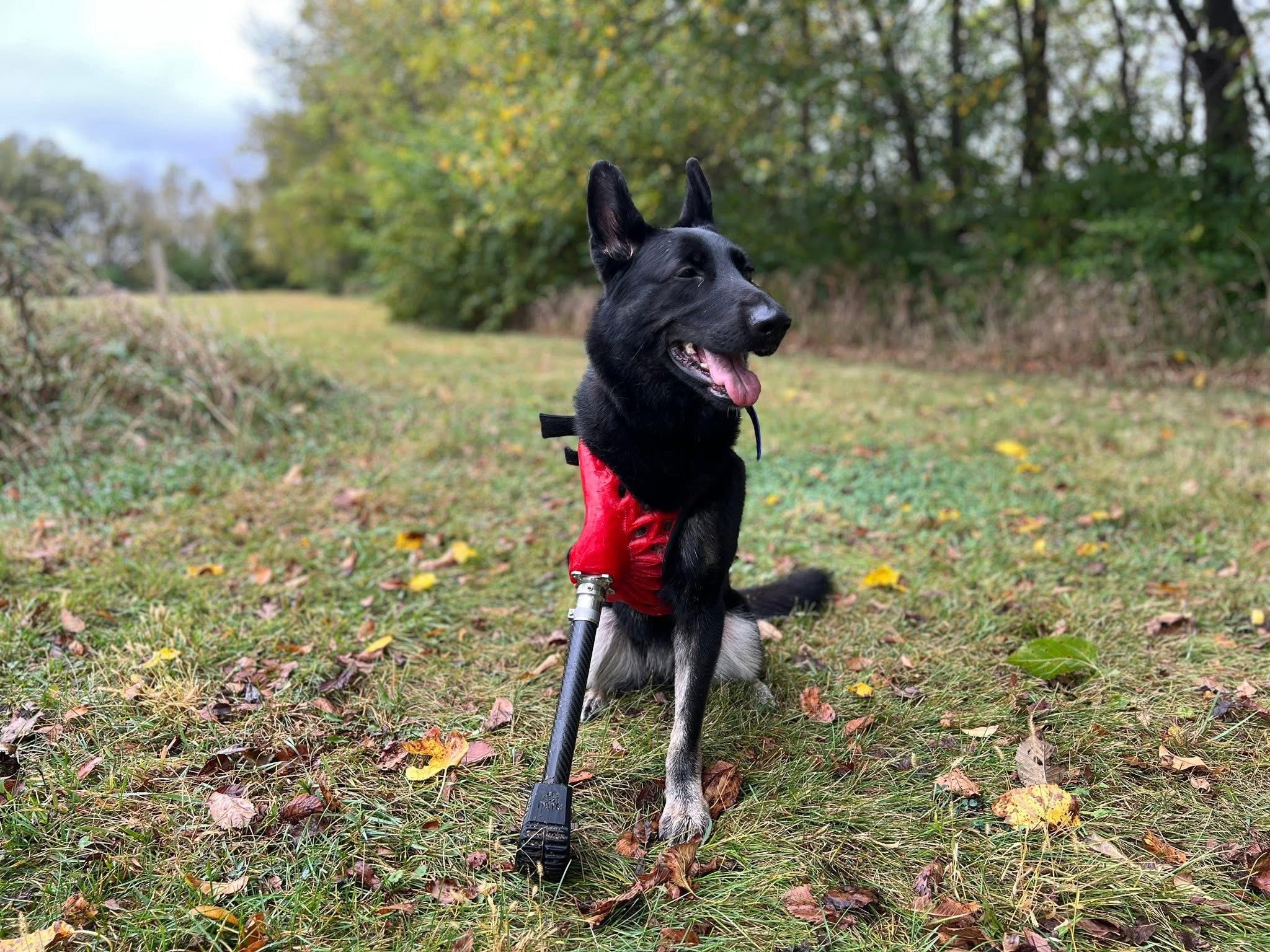 Nina Simone, Adoptable, Adult Female German Shepherd Dog.