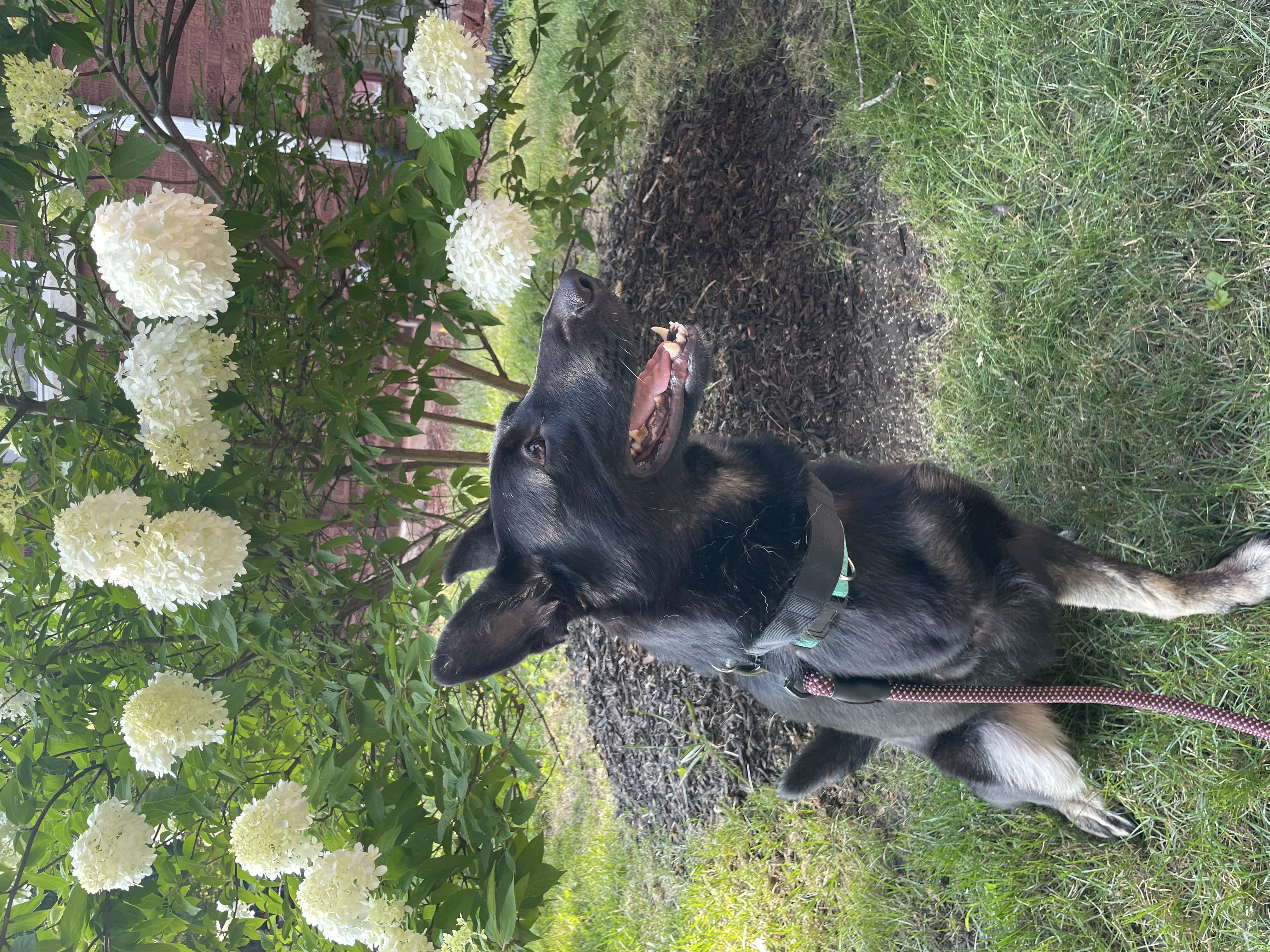 Enlarge Nina Simone, a Adoptable German Shepherd Dog in Chicago, IL image 4/5