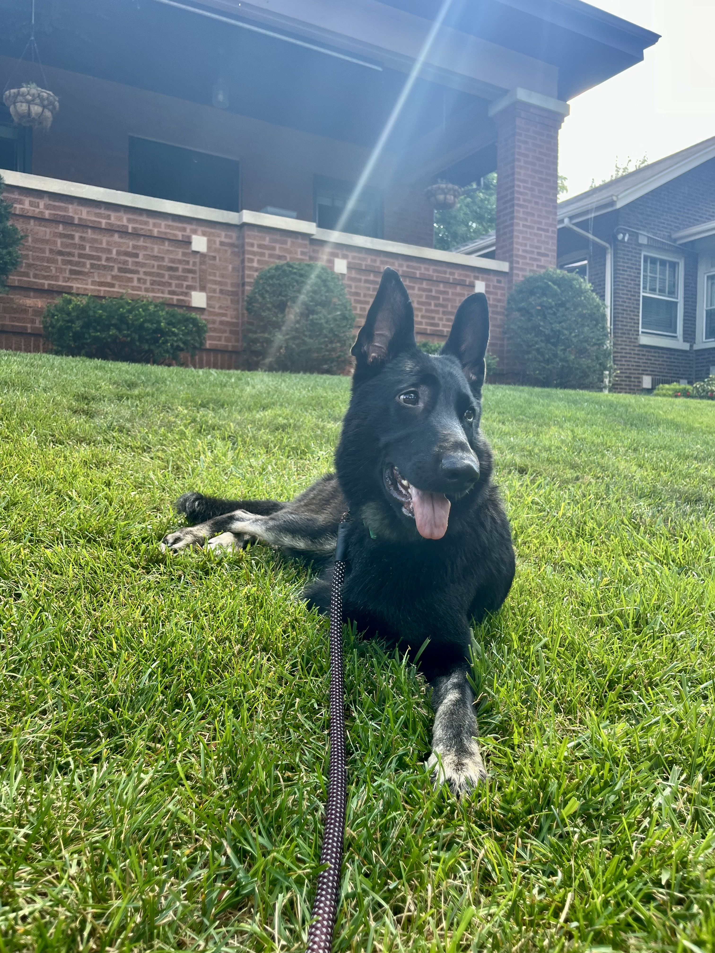 Enlarge Nina Simone, a Adoptable German Shepherd Dog in Chicago, IL image 5/5