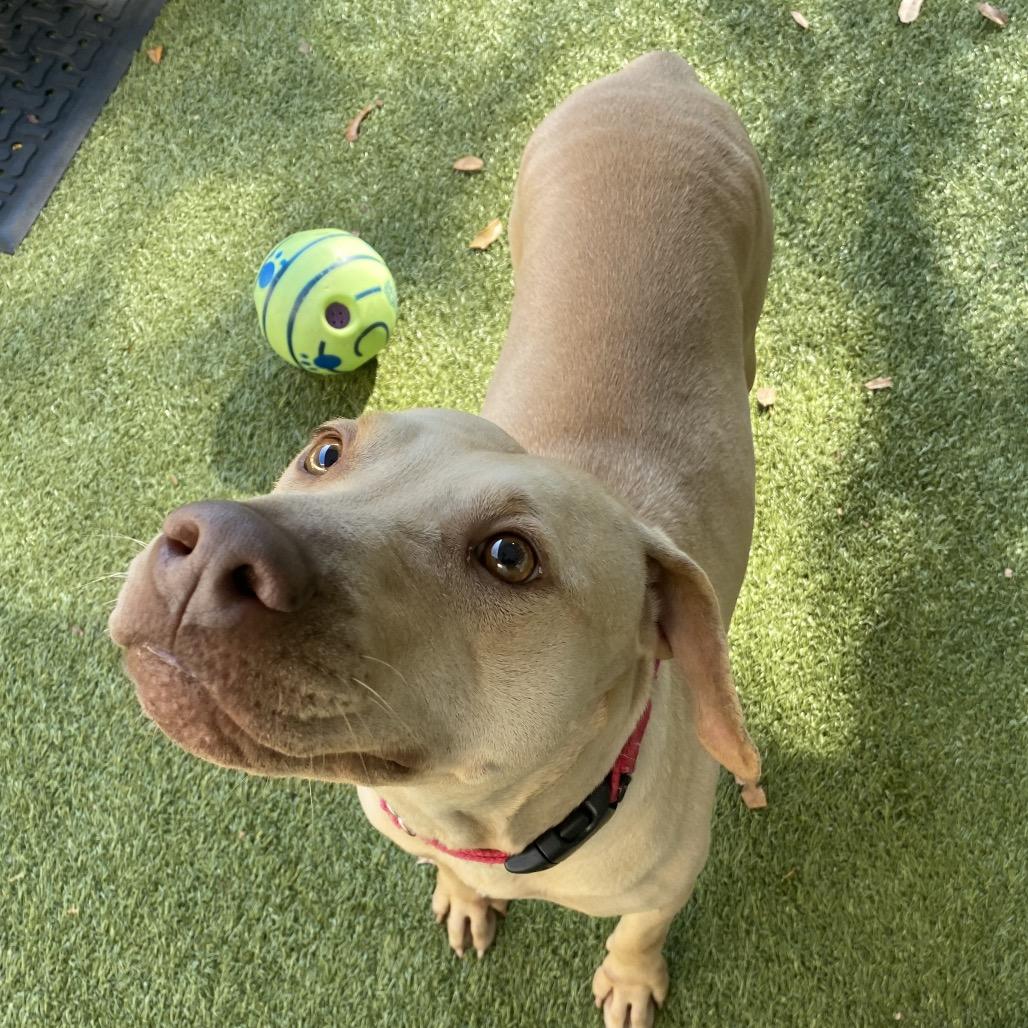 Enlarge Dubai, a Adoptable Mixed Breed in Titusville, FL image 1/3