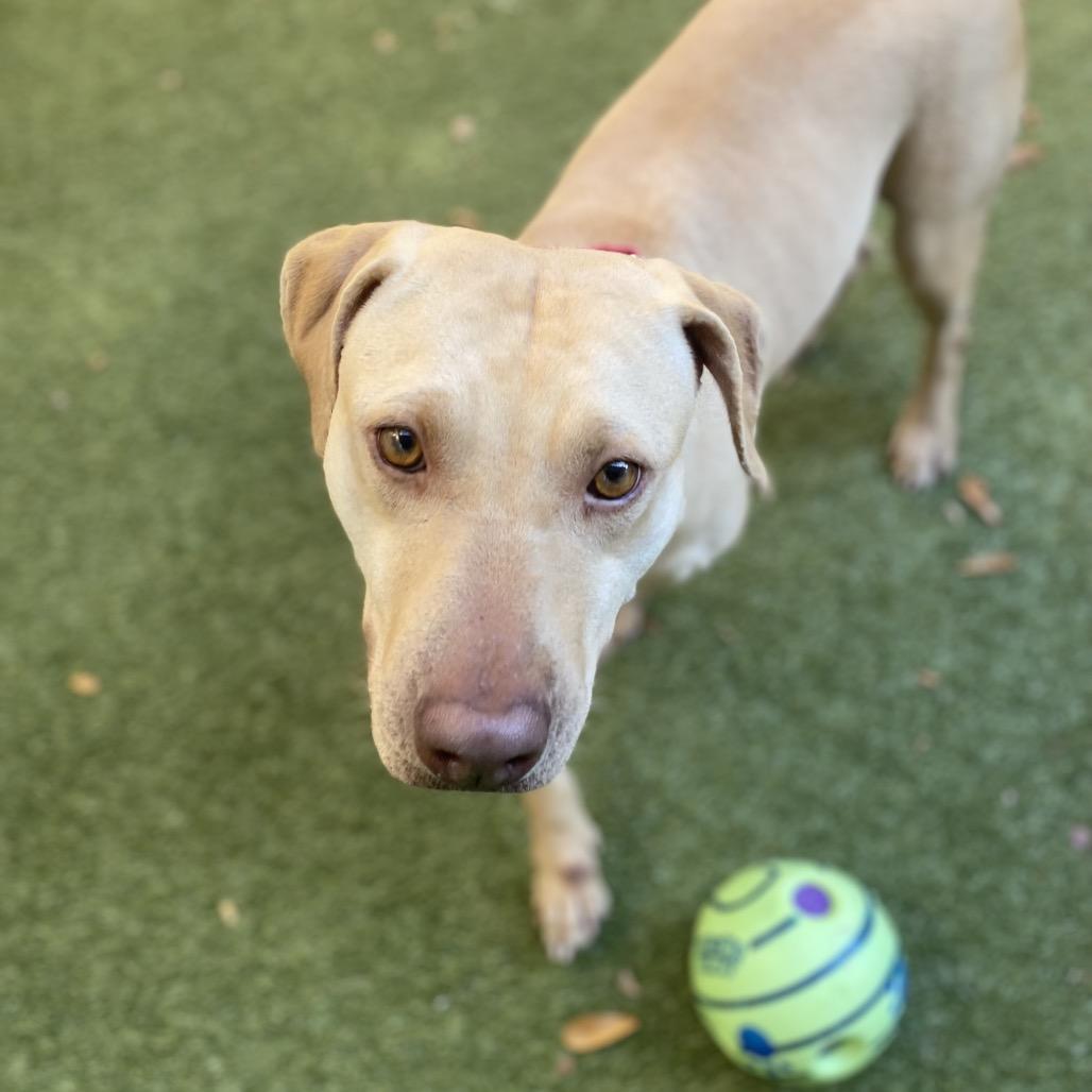 Enlarge Dubai, a Adoptable Mixed Breed in Titusville, FL image 2/3