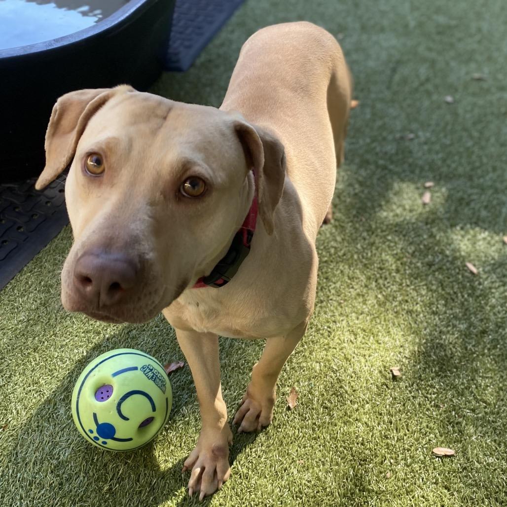 Enlarge Dubai, a Adoptable Mixed Breed in Titusville, FL image 3/3