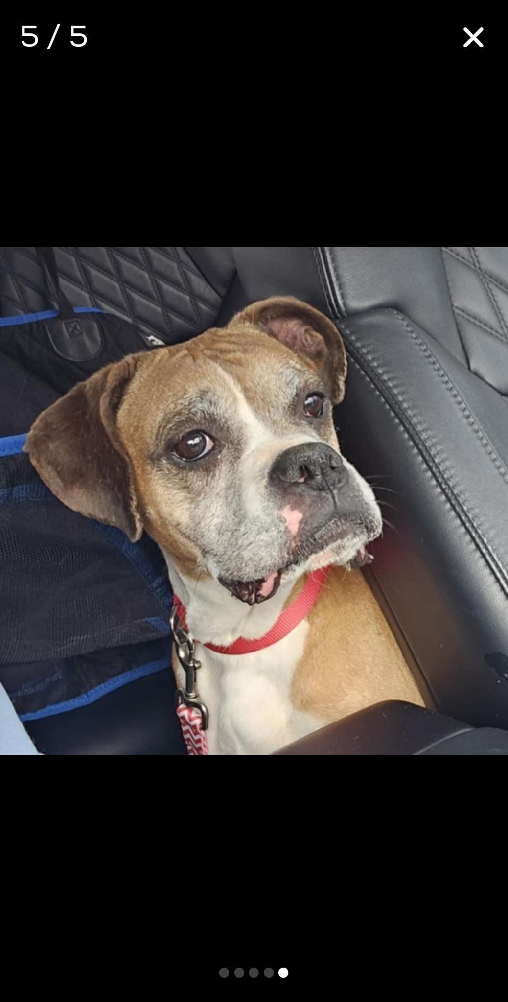 Molly, Adoptable, Young Female Boxer.